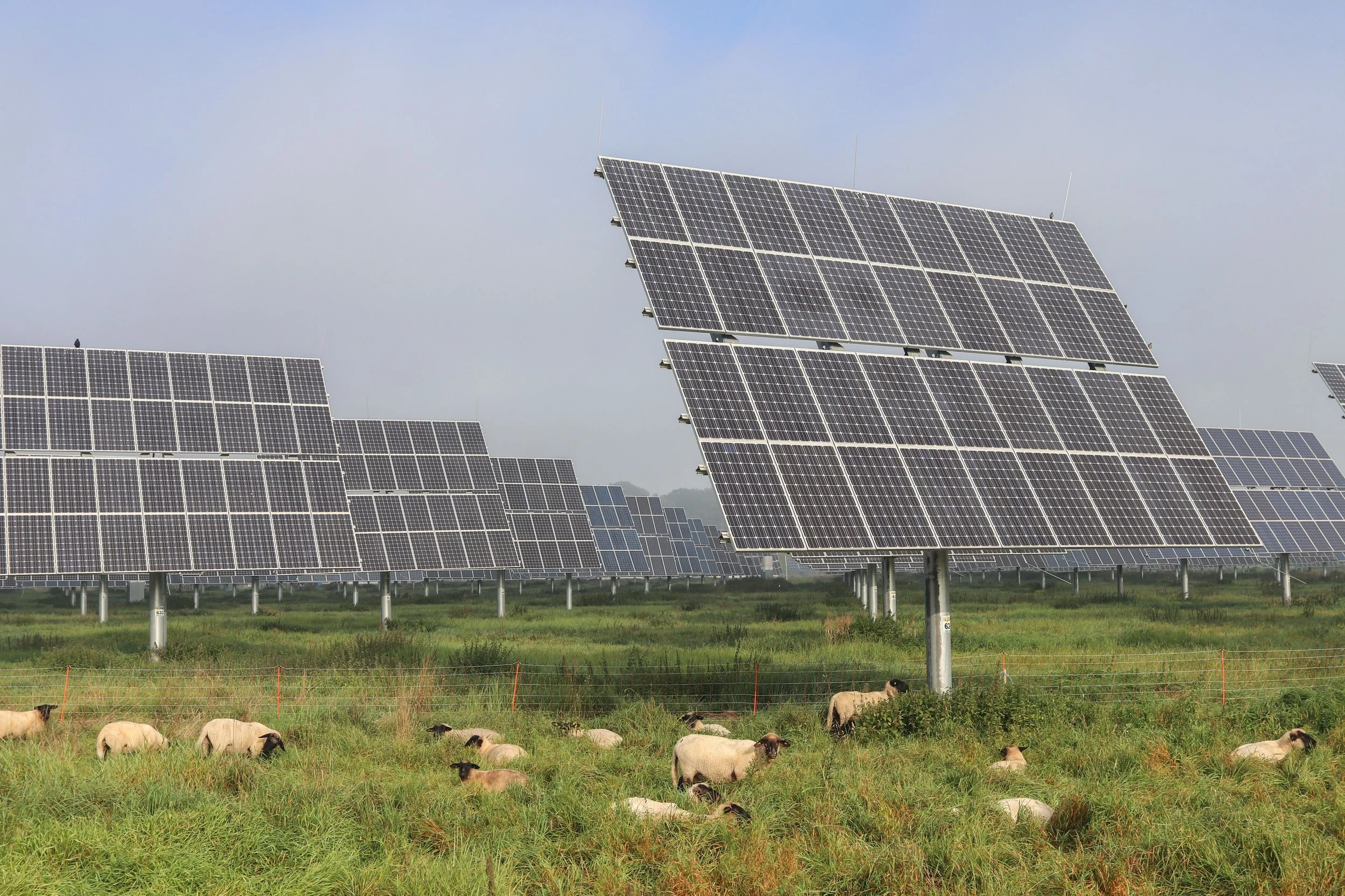 Solar panel farm with sheep grazing in the foreground.