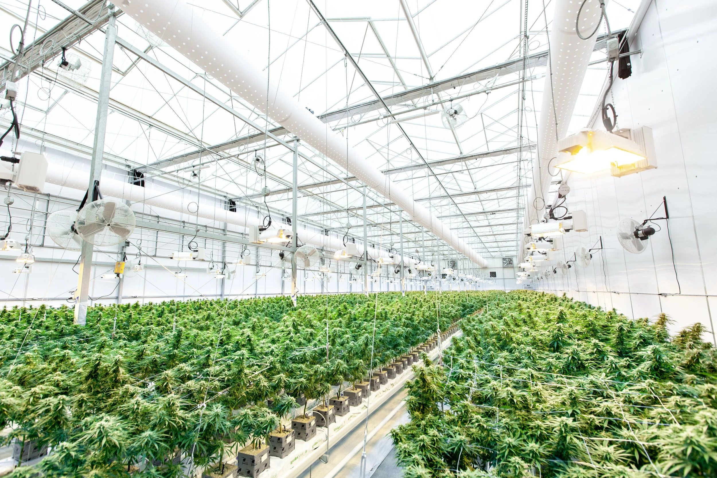 Inside a large greenhouse with rows of cannabis plants under artificial lighting and ventilation systems.