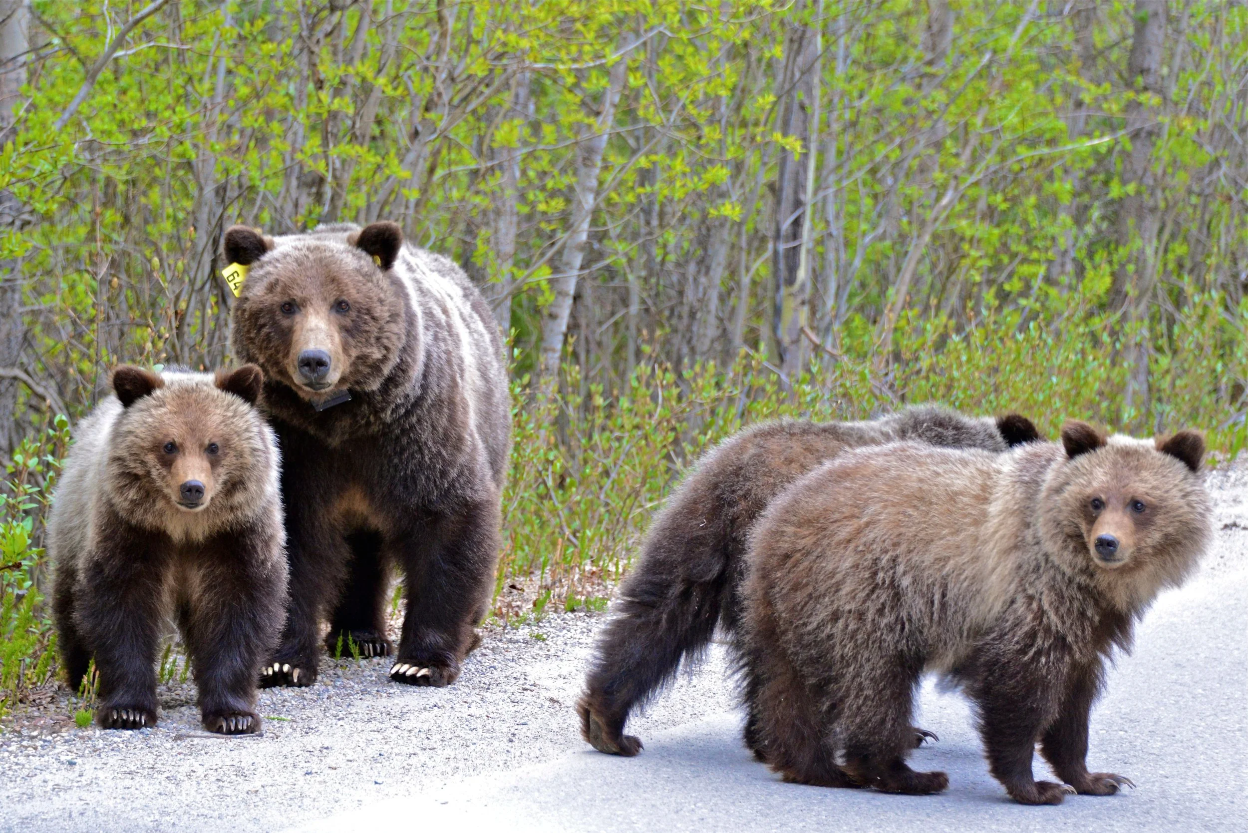 Group of brown bears standing on a gravel path surrounded by green trees.