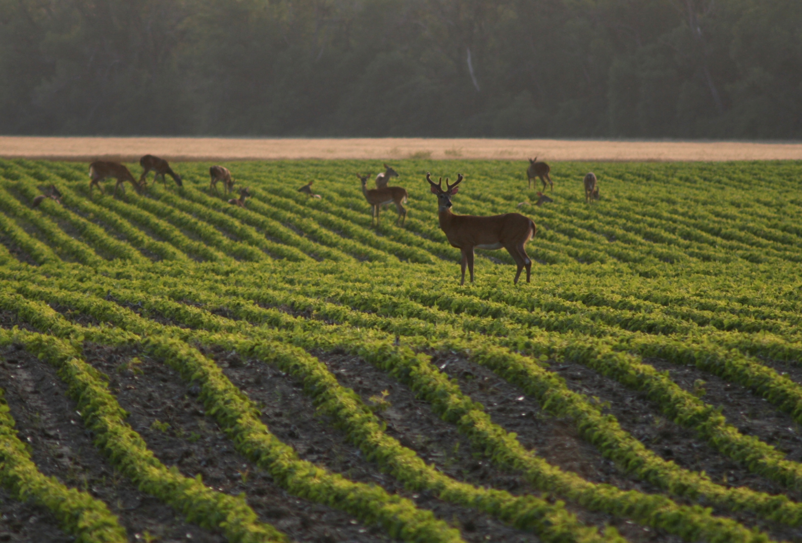 Deer standing among green crops in a field with a forest in the background.