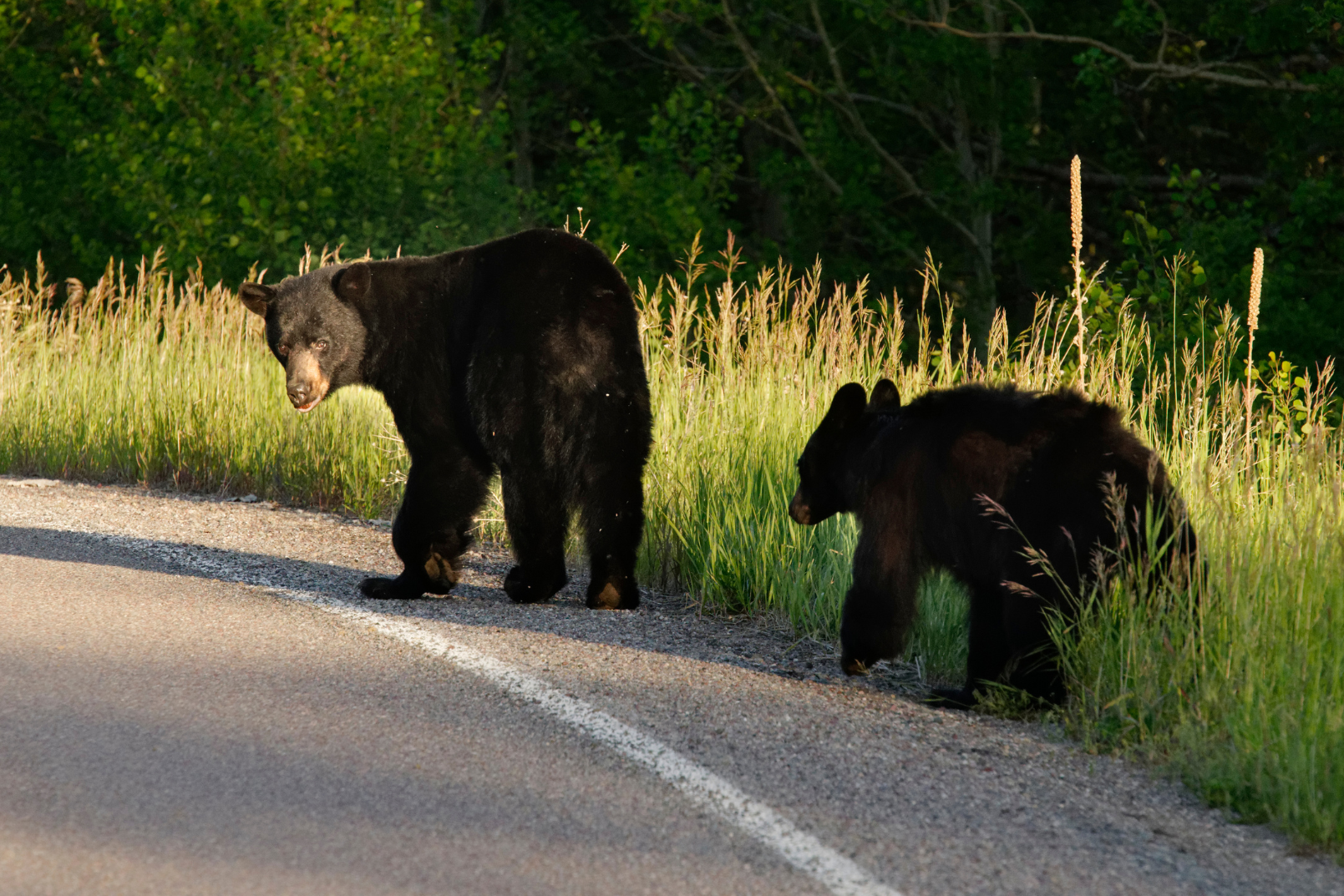 Two black bears walking along the side of a paved road with tall grass and trees in the background.