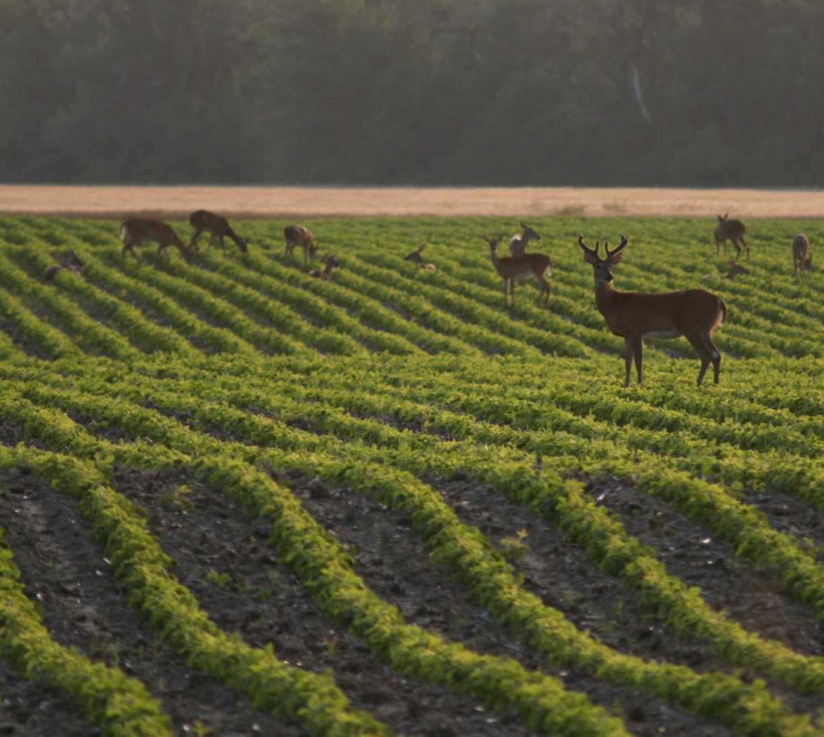 A field with rows of green crops, and several deer, including a male with antlers, roaming in the field.