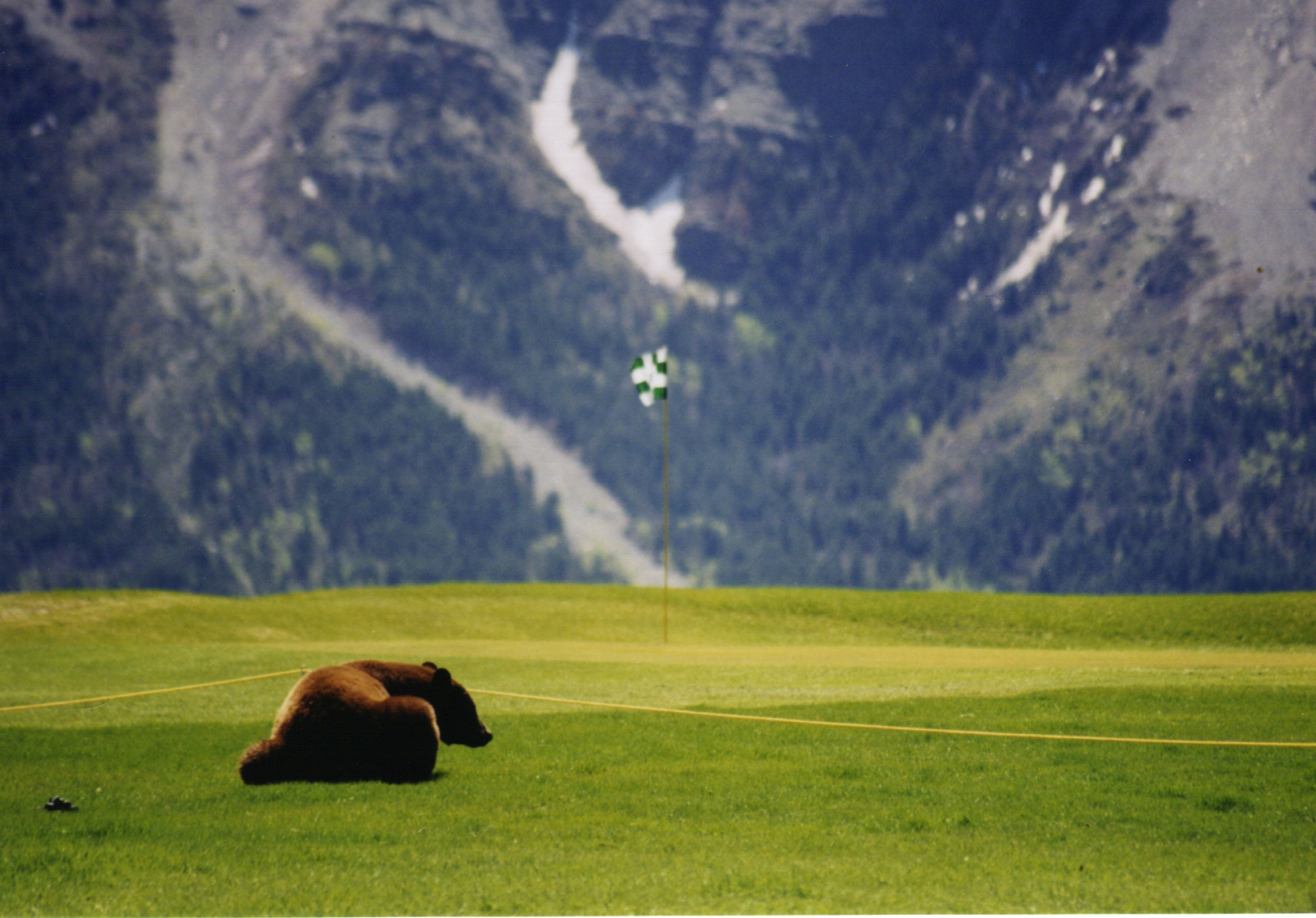 A bear resting on a golf course with a mountain backdrop, a pole with a green and white checkered flag, and yellow boundary lines.