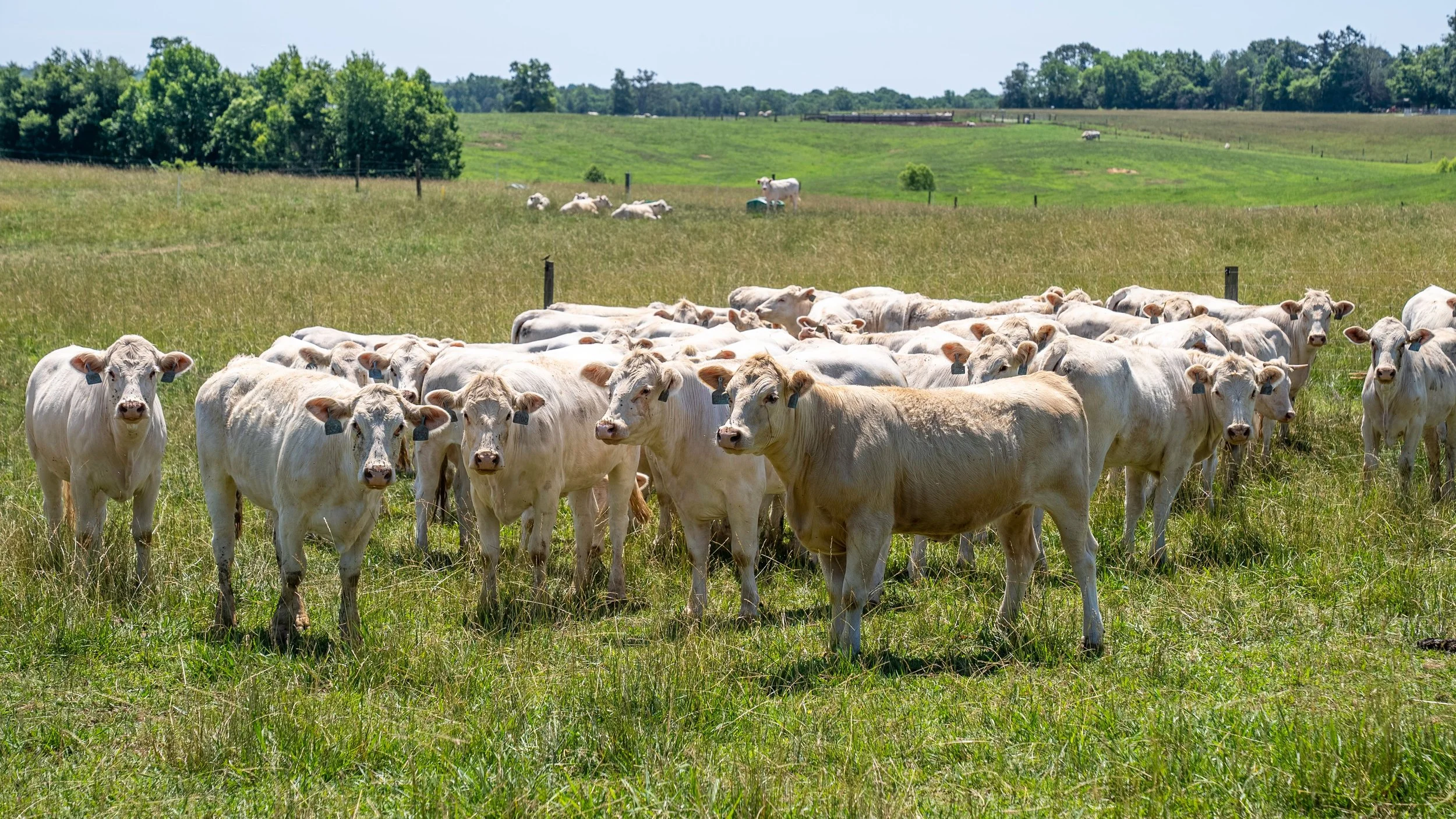Cows grazing on a green pasture with trees and hills in the background.
