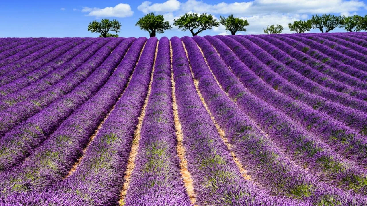 Campo di lavanda viola con alcune altezze di lavanda, alberi verdi sullo sfondo e un cielo azzurro con nuvole
