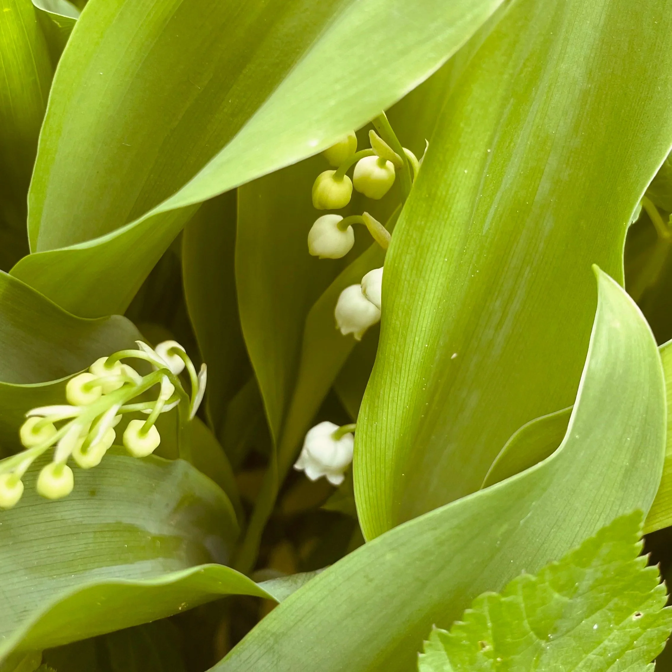 Garden details at Villa Oberti, a peaceful countryside villa in the Piedmont hills
