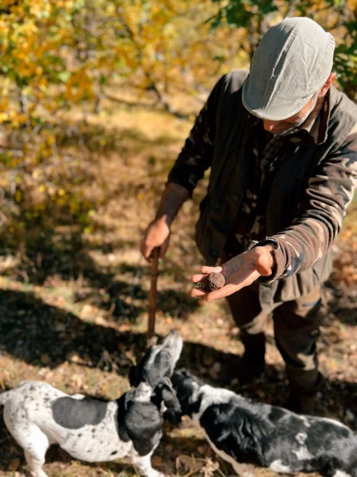 An elderly man holding a truffle in his hand while two black and white dogs sniff the ground in an outdoor woodland setting during fall.