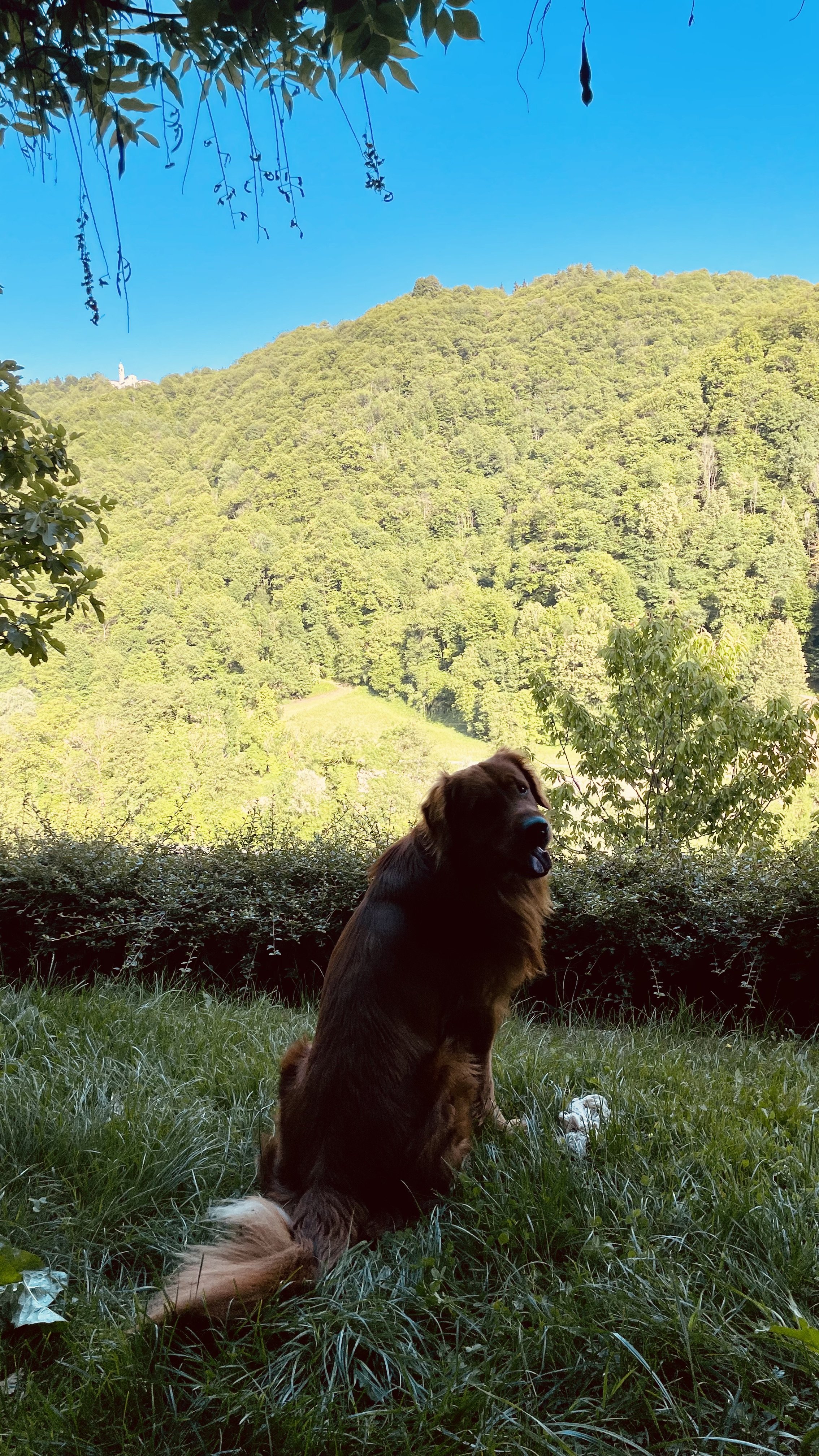 Peaceful garden life at Villa Oberti, a private villa in Piedmont with mountain views near Mondovì