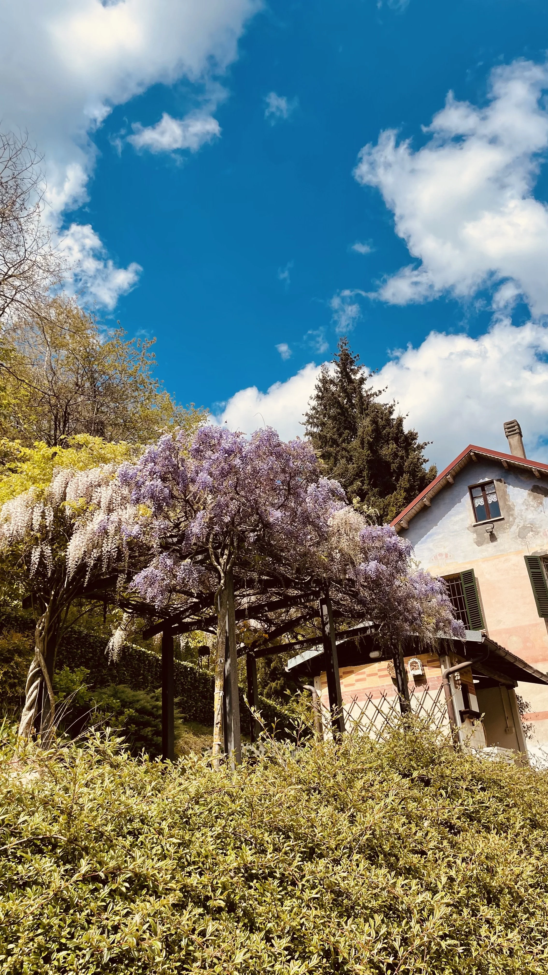 Flowering wisteria in the garden of Villa Oberti, a charming historic villa in Piedmont