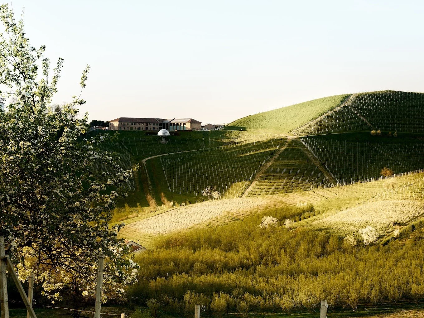 Paesaggio collinare con vigneti e alberi in fiore, con edificio all'orizzonte