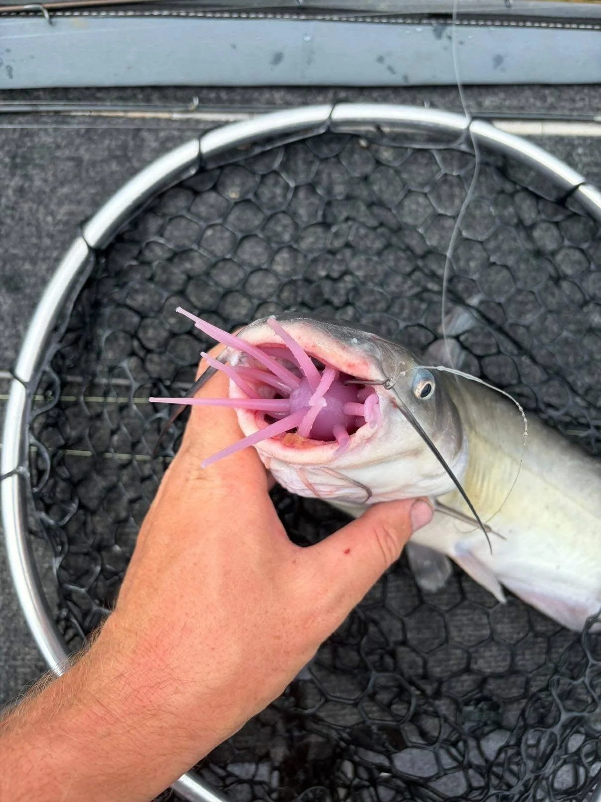 cat Fish with pink urchin coike style bait in its mouth, held above a fishing net with a black gravel surface in the background.