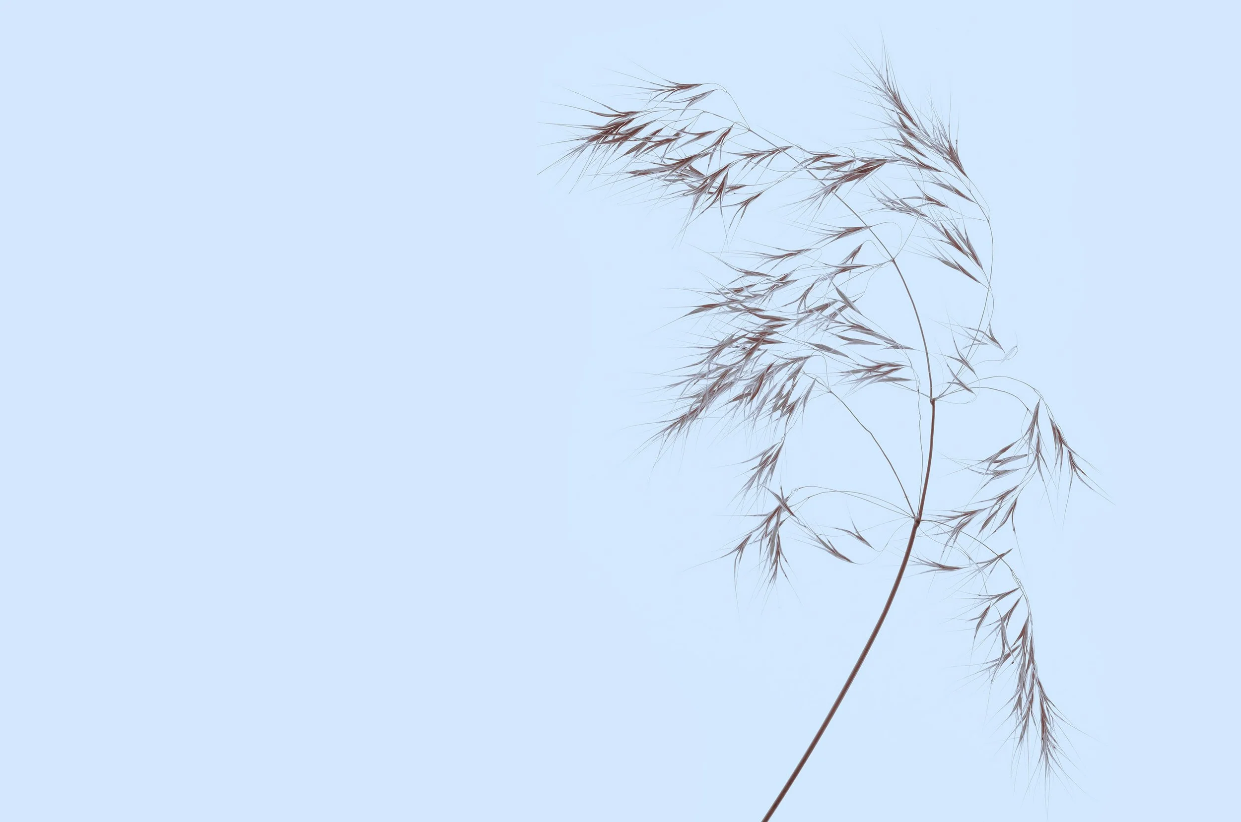 Grass_01_196