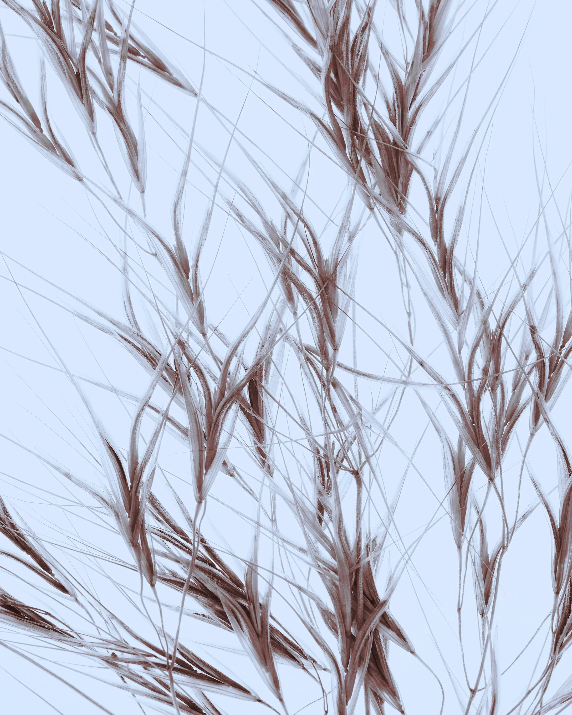 Grass_01_186