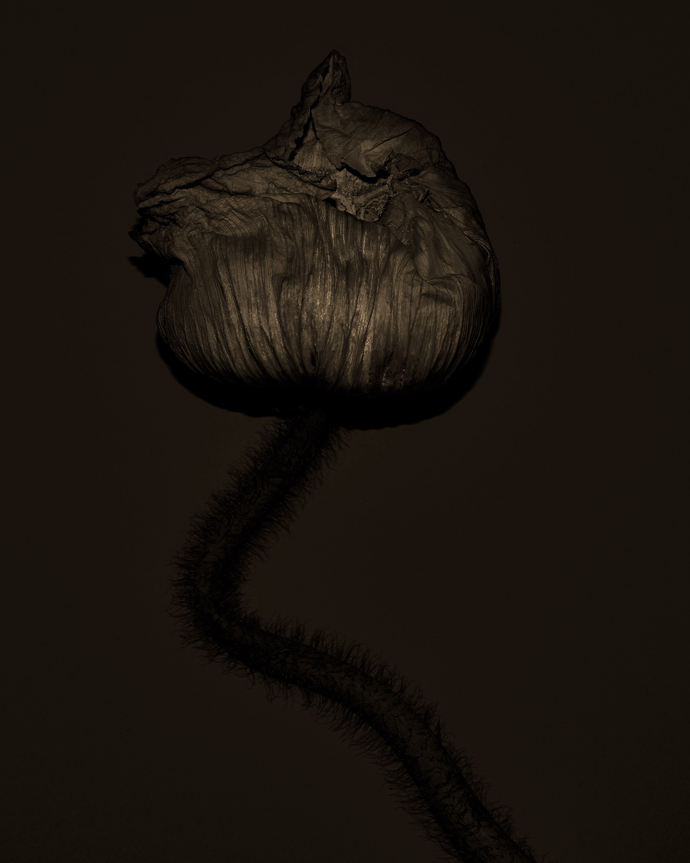 FlowerStudy_March2019_020
