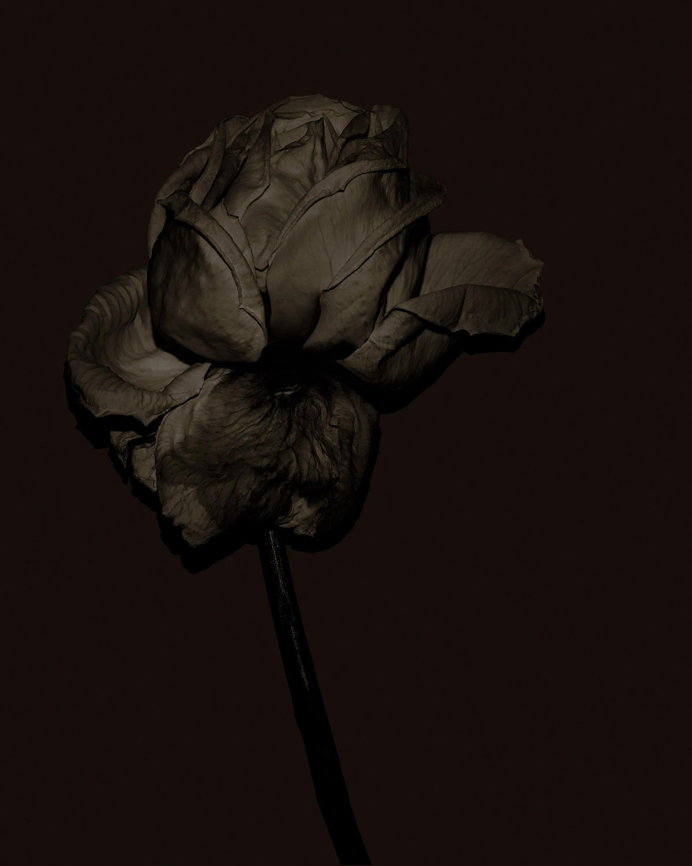 FlowerStudy_March2019_068a