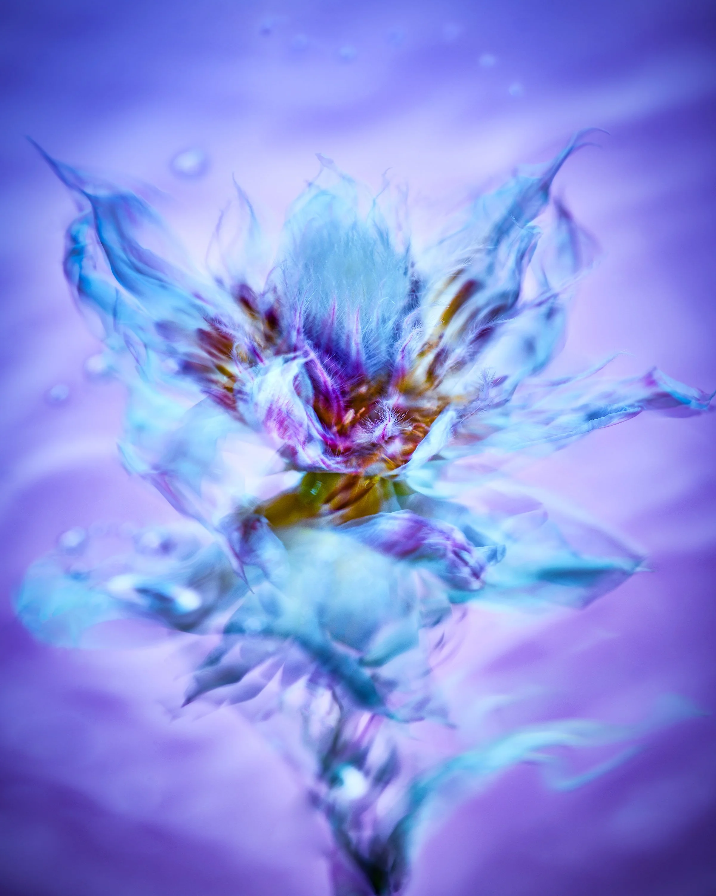 UnderwaterFlowers_06_132