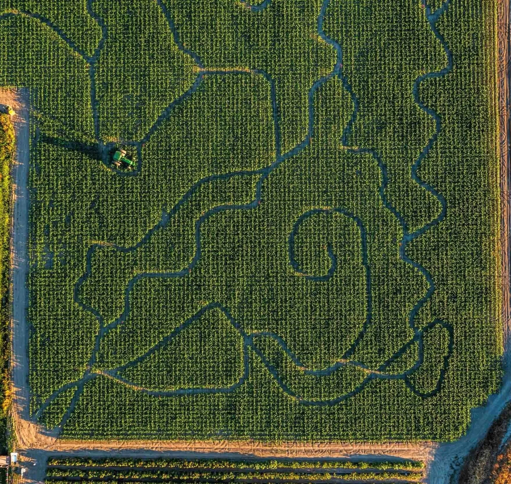Aerial view of a large farm field with crop rows and serpentine irrigation channels.