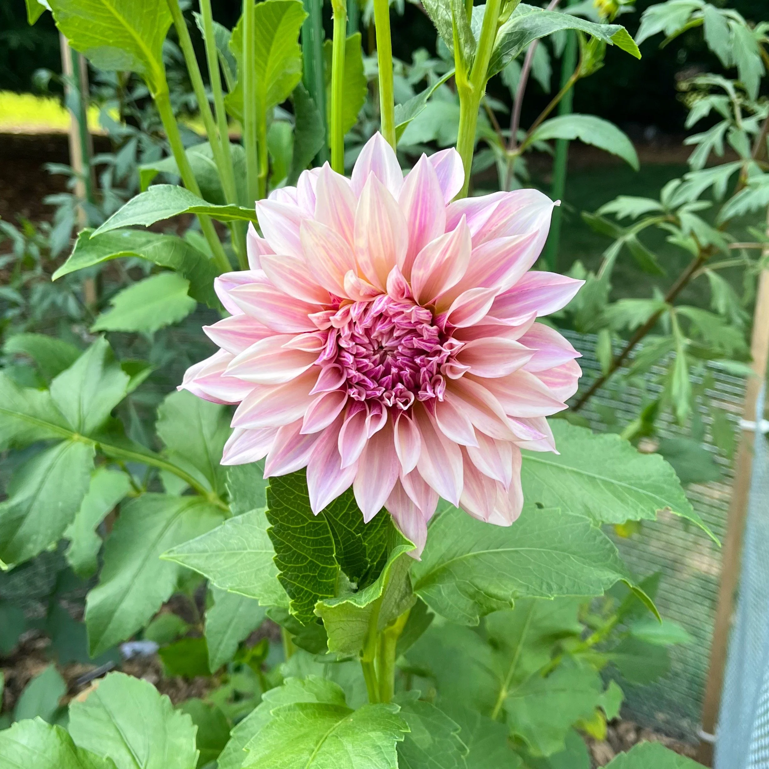 From my garden to your vase.

I'm growing beautiful, seasonal flowers and I can't wait to share them with you.

Because Burnley Blooms is a tiny flower farm, bouquet drops and subscriptions will be limited (and filled with the very best blooms of the