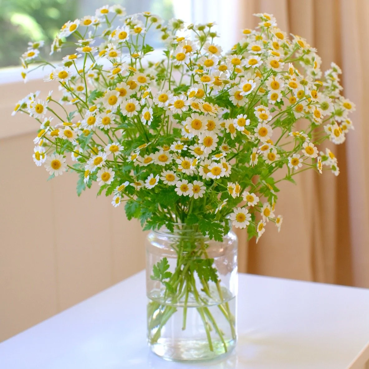 Featured Flower: Feverfew

With its delicate clusters of cheerful white blooms and bright yellow centers, feverfew adds softness, texture, and a touch of whimsy to bouquets. It's the kind of flower that helps arrangements feel natural, airy, and fres