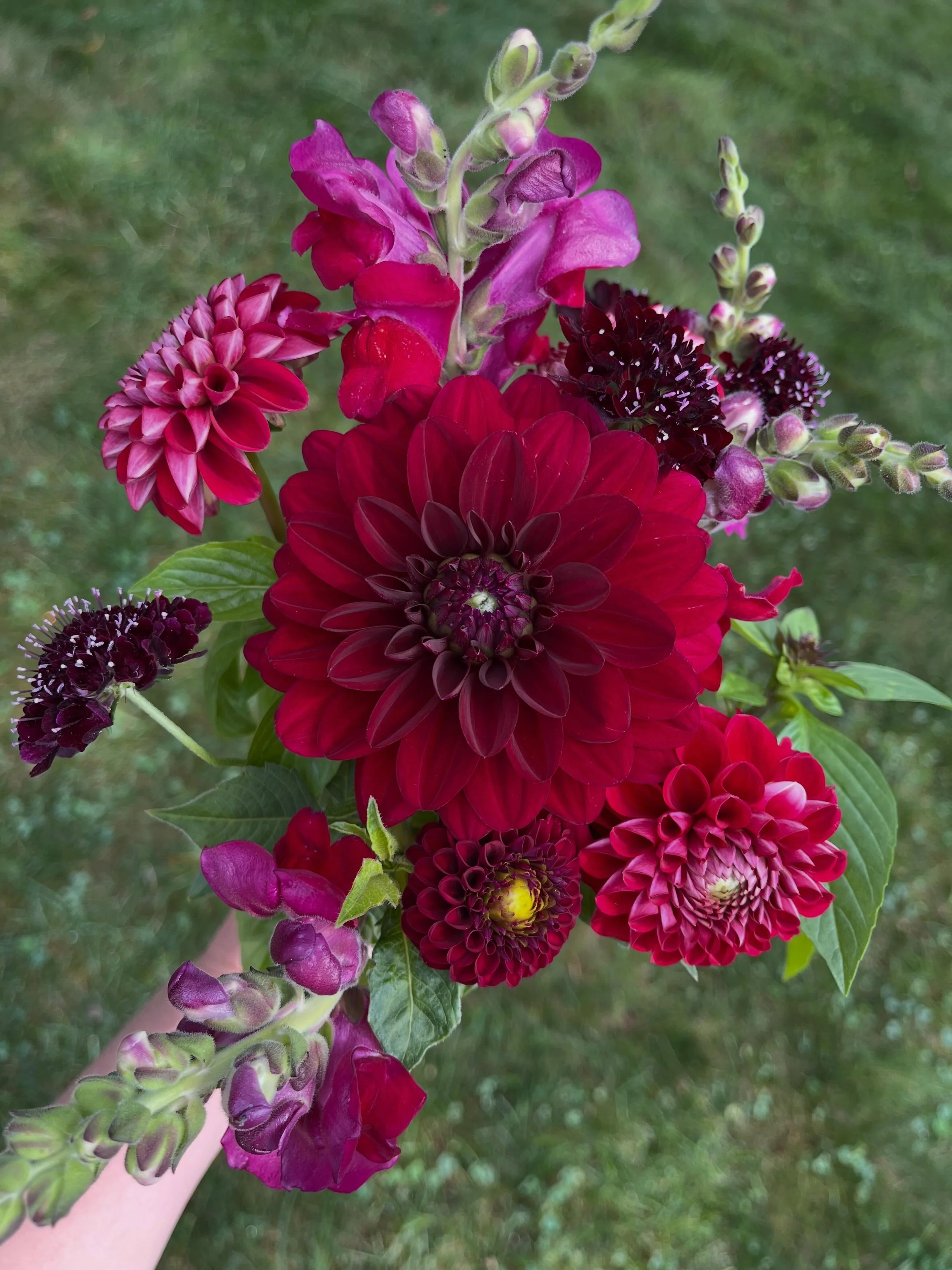 Dahlias have entered the chat 😍

After months of waiting, these showstoppers are finally making their way into Burnley Blooms bouquets! 

#burnleyblooms #localflowers #localflowers #flowerfarmer #dahlias