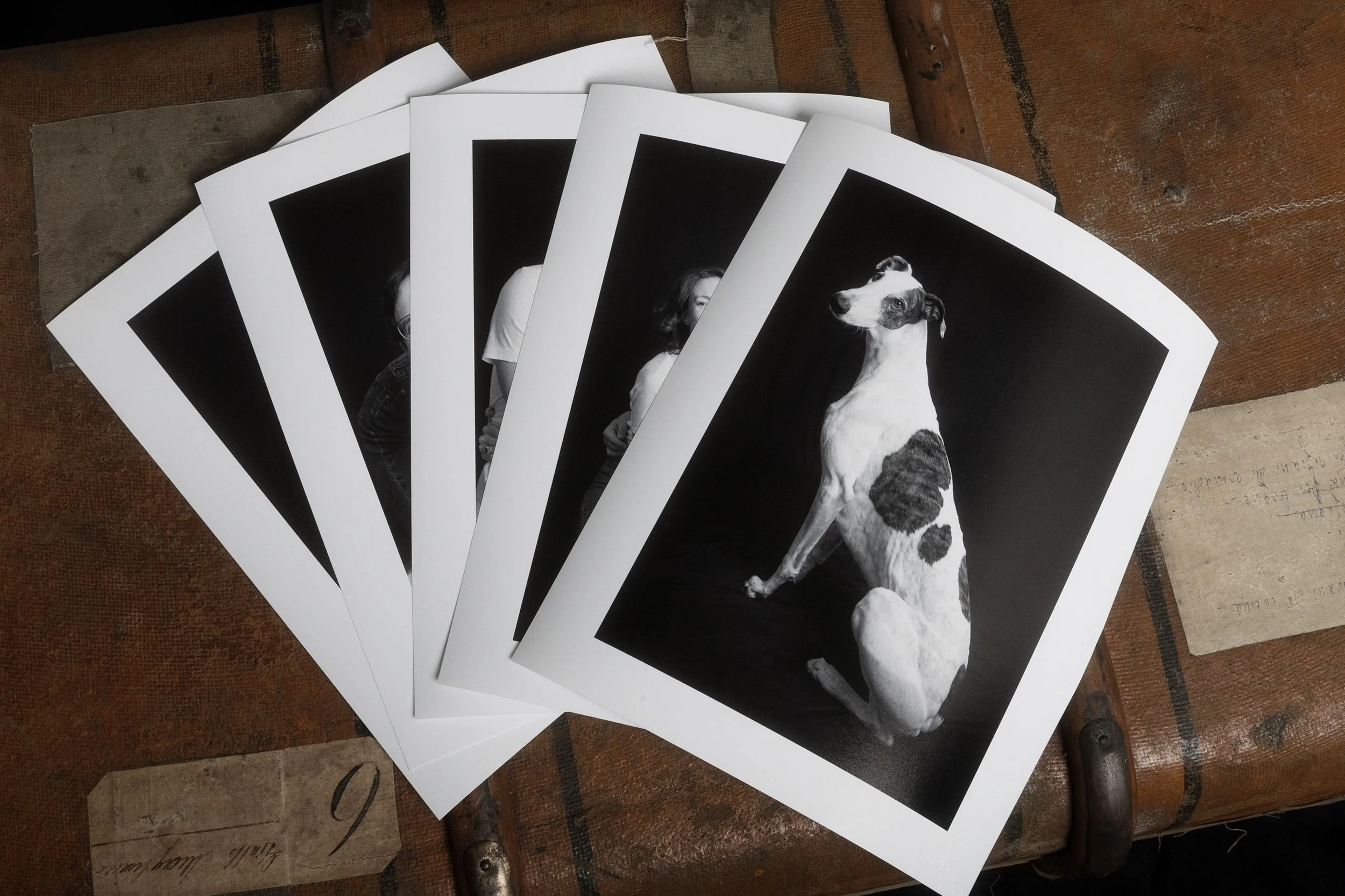 Fotografie in bianco e nero di un cane di razza meticcia, seduto, visto di profilo, su uno sfondo nero.