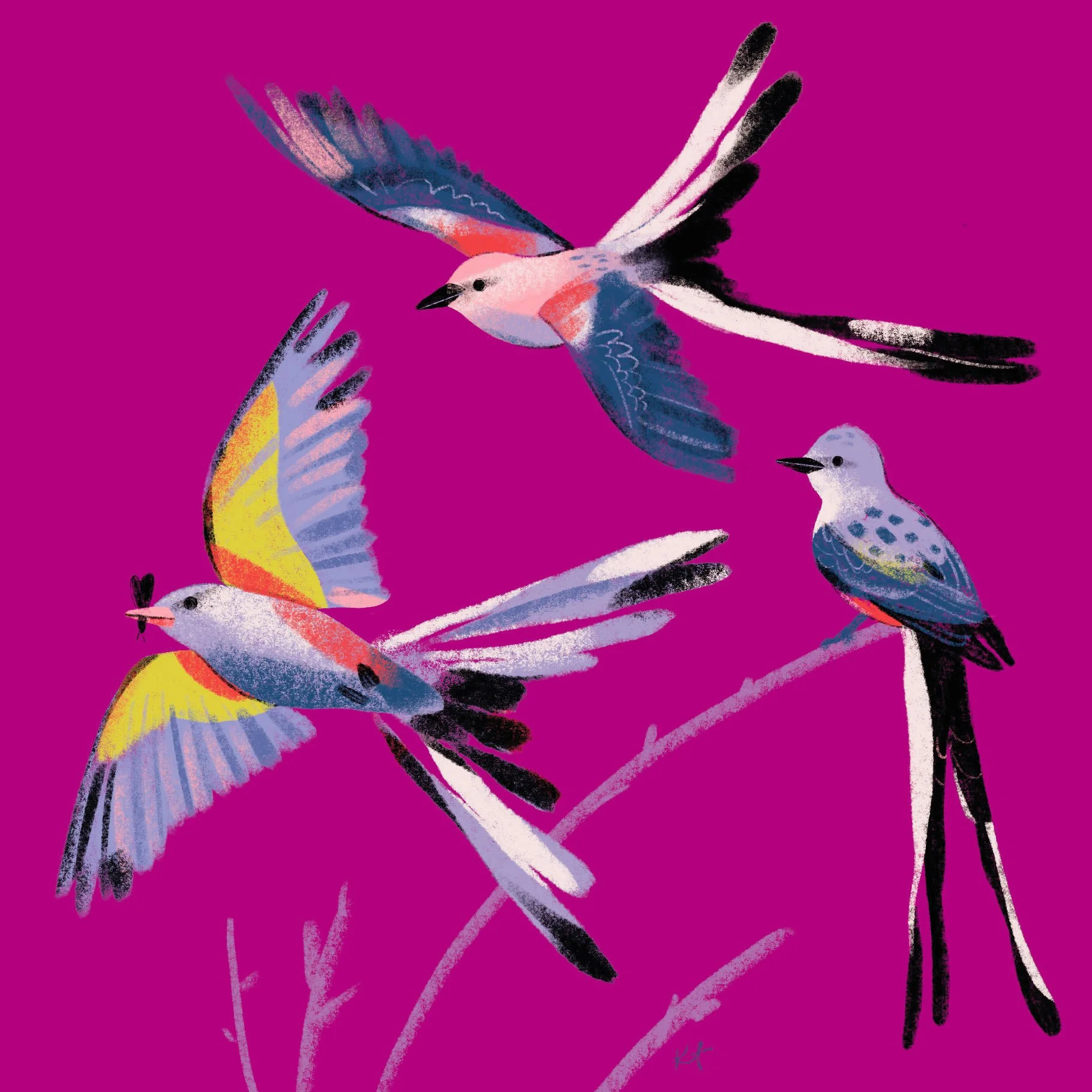 21.PV.1.Scissor_Tail_Fly_Catchers.ex.jpg