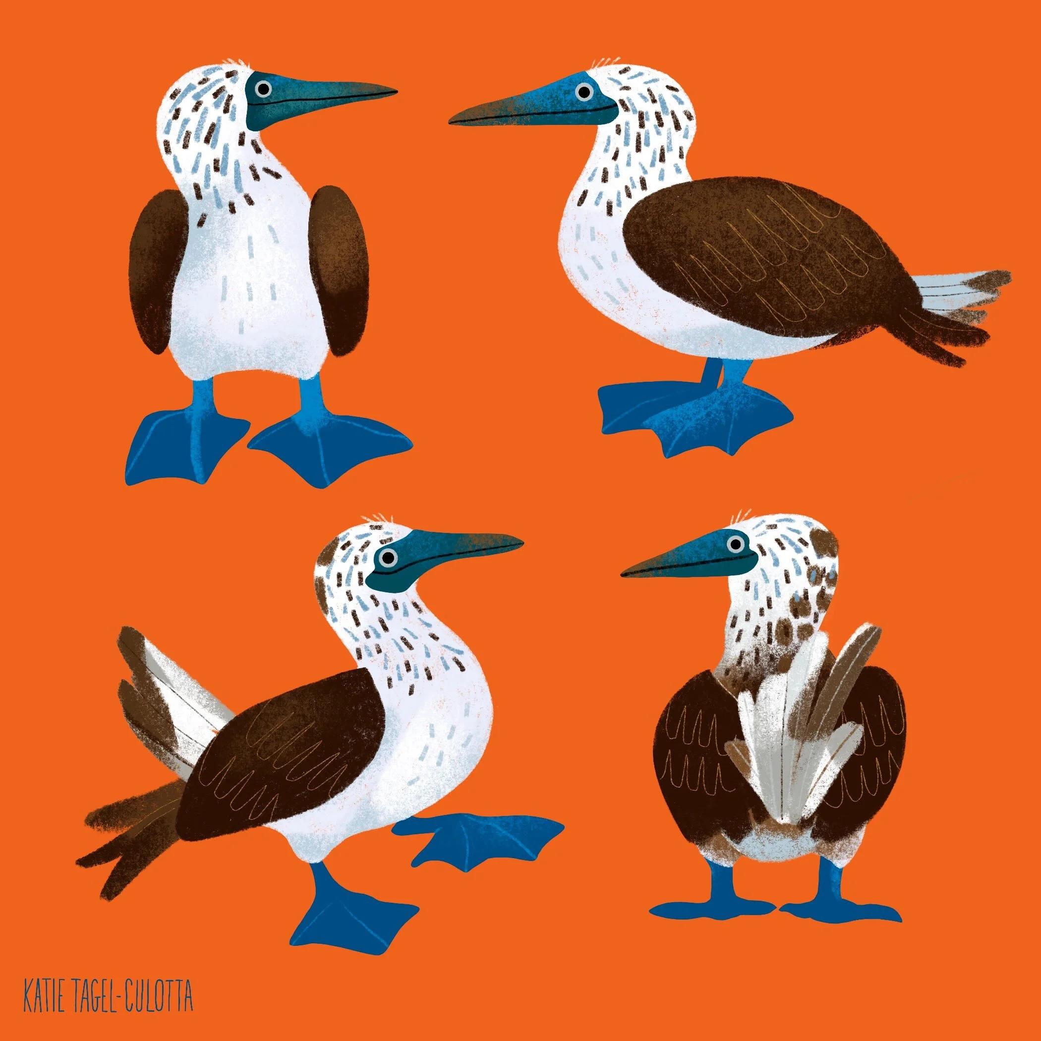 Illustration of four pelicans with brown and white feathers, blue bills and feet, set against an orange background.