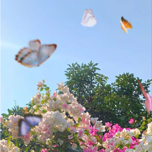 Butterfly square.png