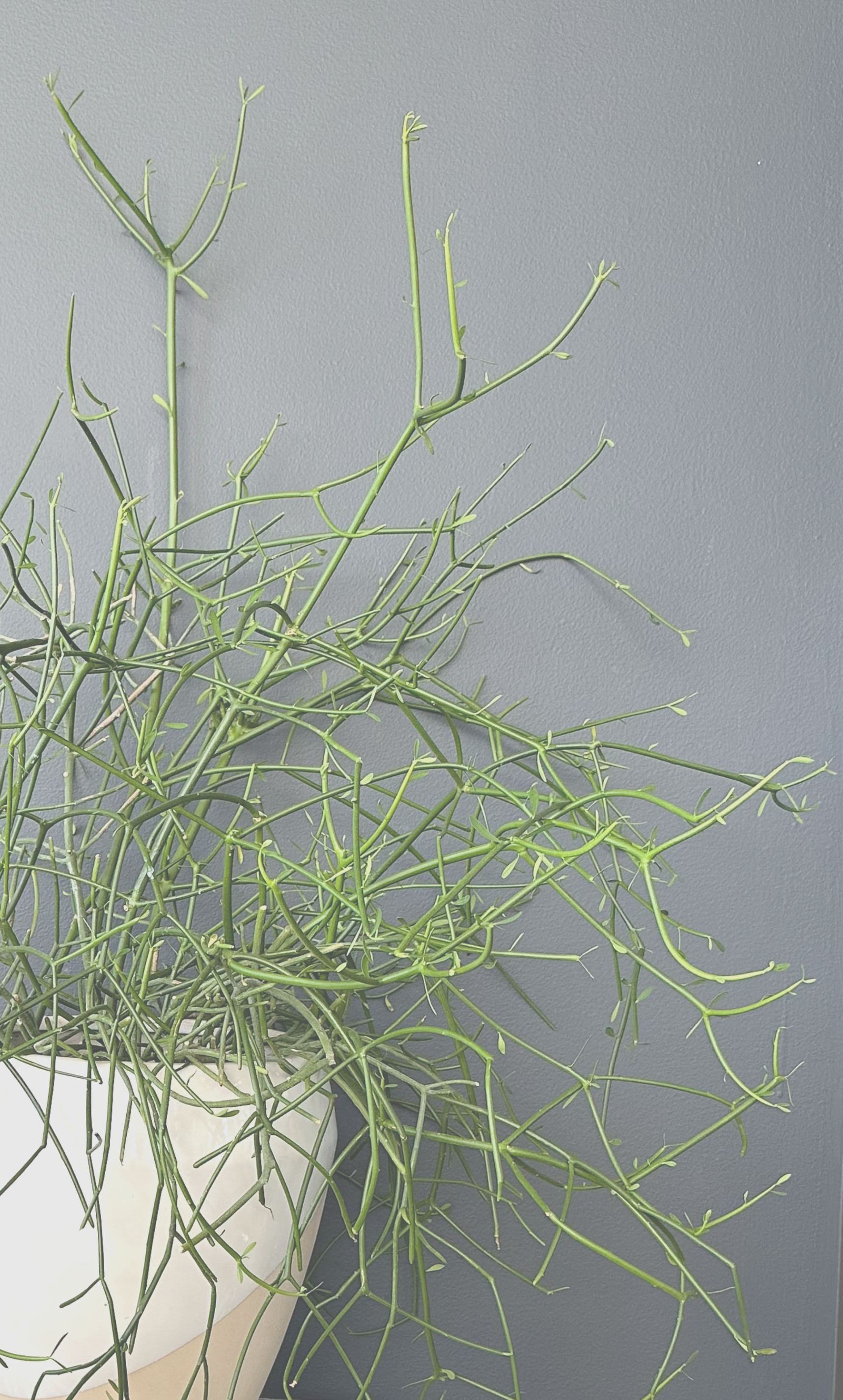 A potted cactus plant with long, thin, green, spindly branches against a gray wall.