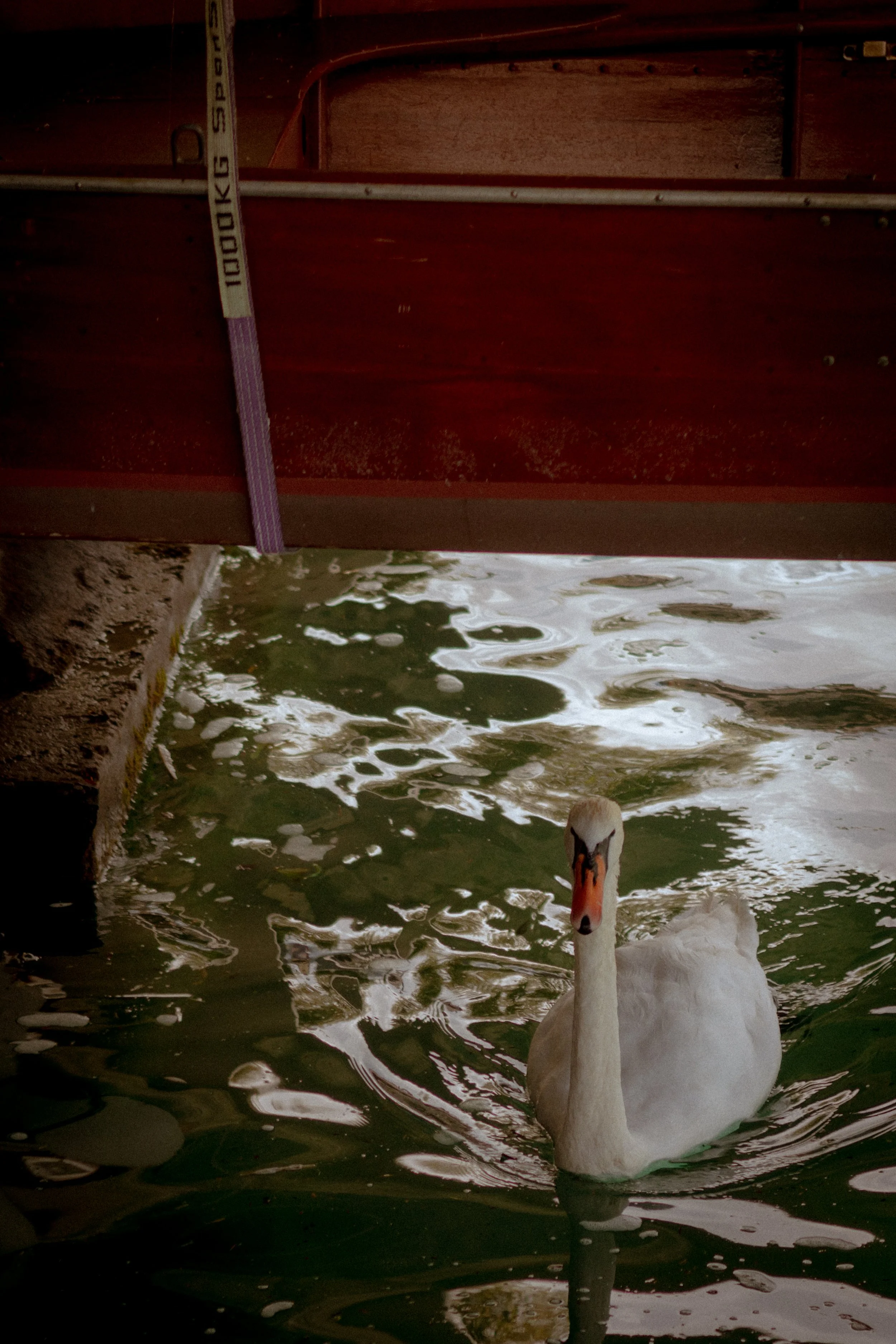 A swan swimming in a body of water under a painted wooden bridge, with reflections on the water's surface.