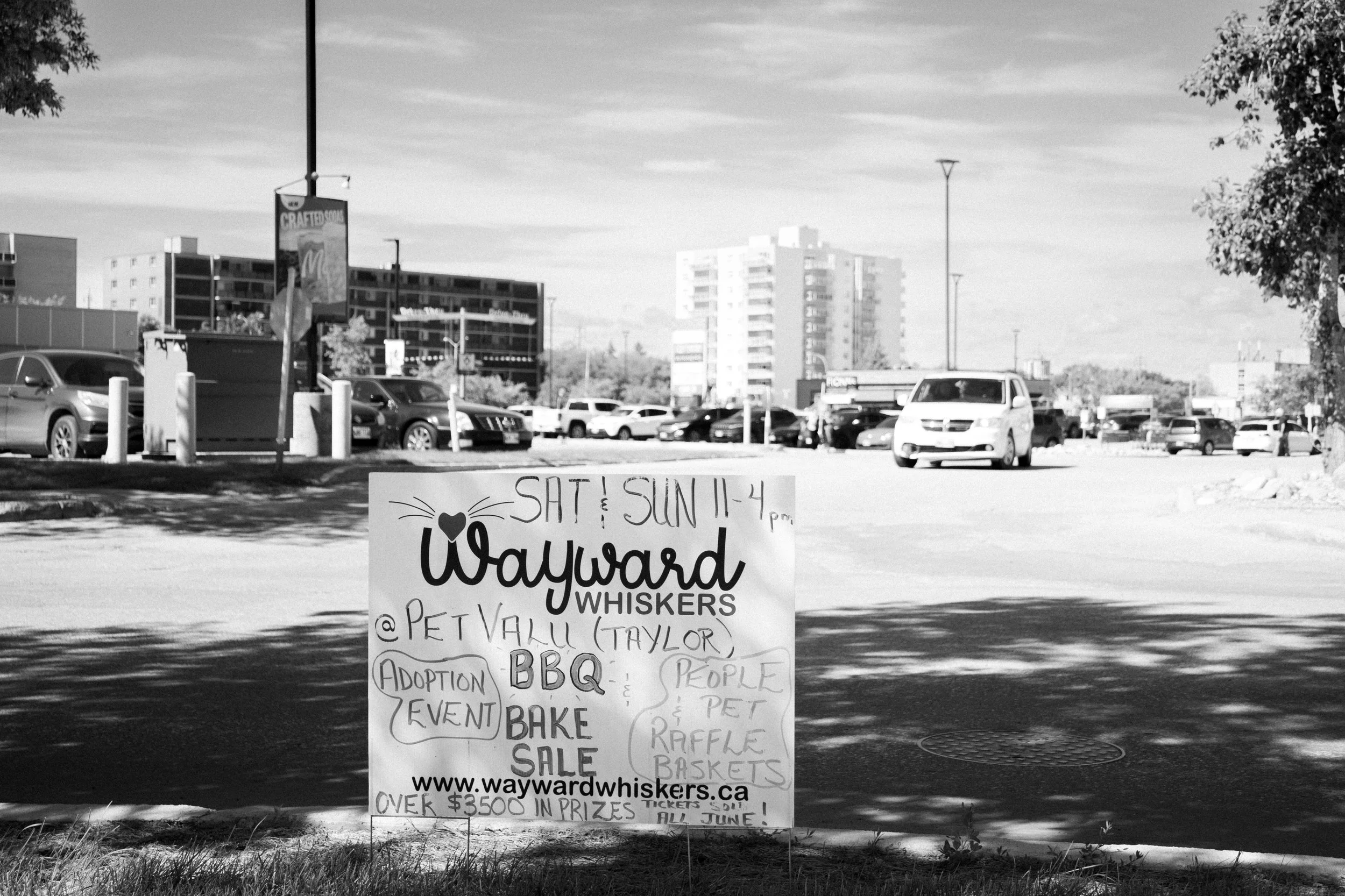 A parking lot with cars and a large outdoor sign advertising a fundraiser event for Wayward Whiskers charity. The sign lists activities such as BBQ, bake sale, raffle baskets, pet adoption, and a pet event, with a website www.waywardwhiskers.ca and a