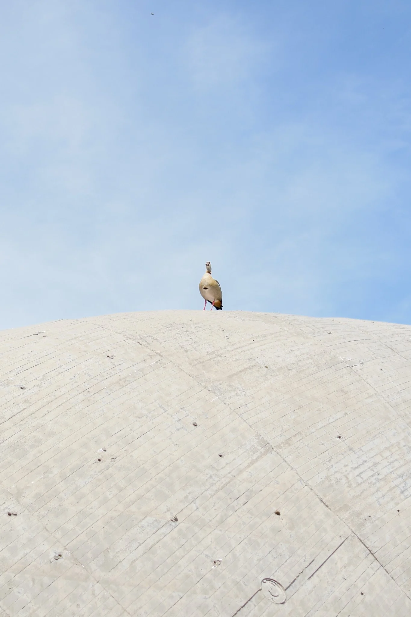 A seagull standing on a large, curved, light gray concrete surface with a clear blue sky in the background.