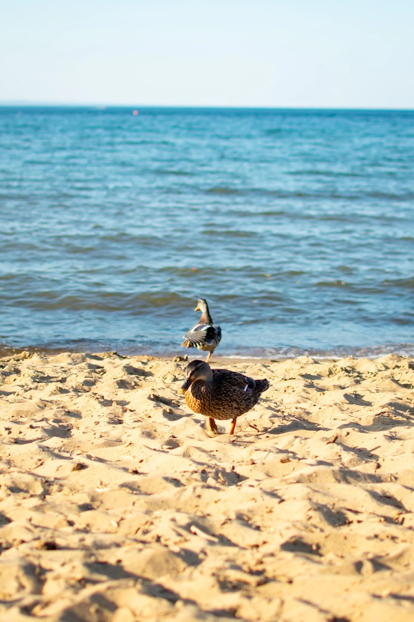 Two ducks on a sandy beach with the ocean and sky in the background.