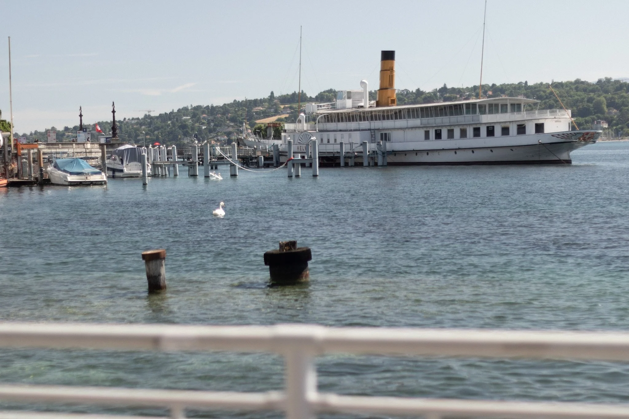 A large white boat docked at a pier with hills in the background and a swan swimming in the water in the foreground.