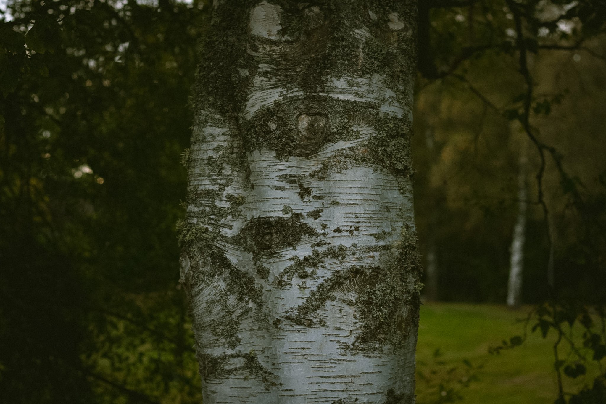 A close-up of a tree trunk with gray and brown bark textured in vertical lines, surrounded by green foliage.