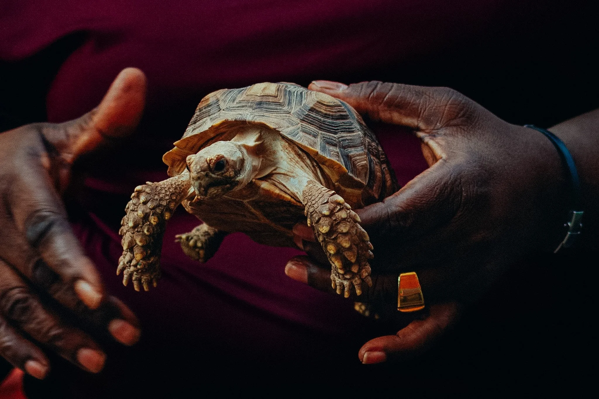 Person holding a small tortoise with a patterned shell in their hands, against a dark background.