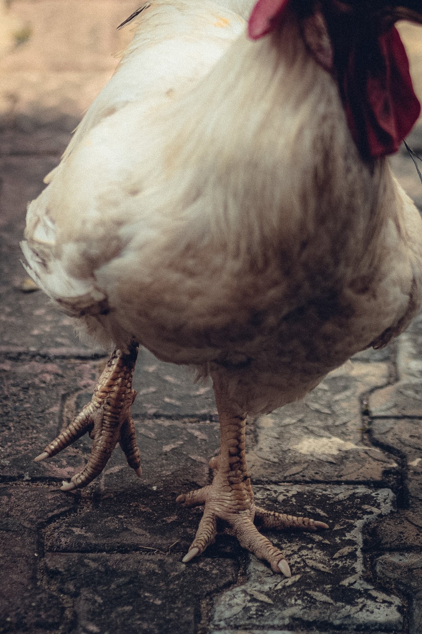 Close-up of a chicken standing on a dirt ground, showing its legs, feet, and part of its body with white and brown feathers.