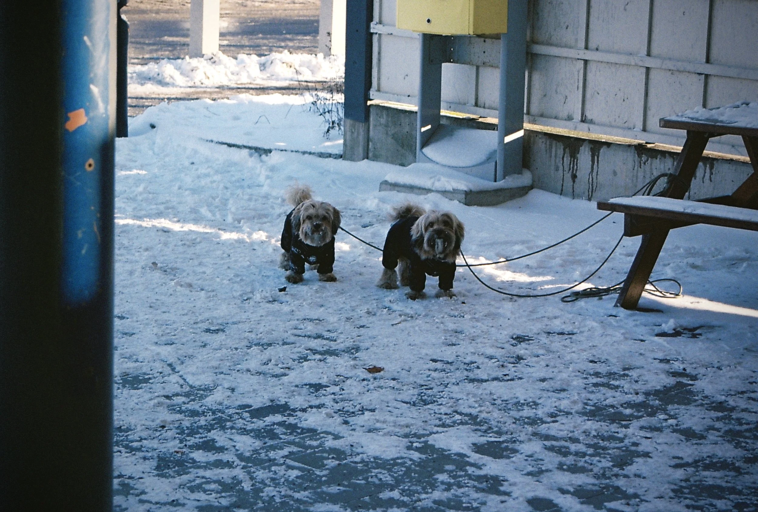 Two dogs standing on snow-covered ground near a wooden bench and a building, with a door and a yellow box on the wall in the background.