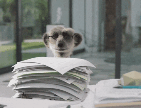A meerkat wearing glasses sitting behind a large stack of papers on a desk.