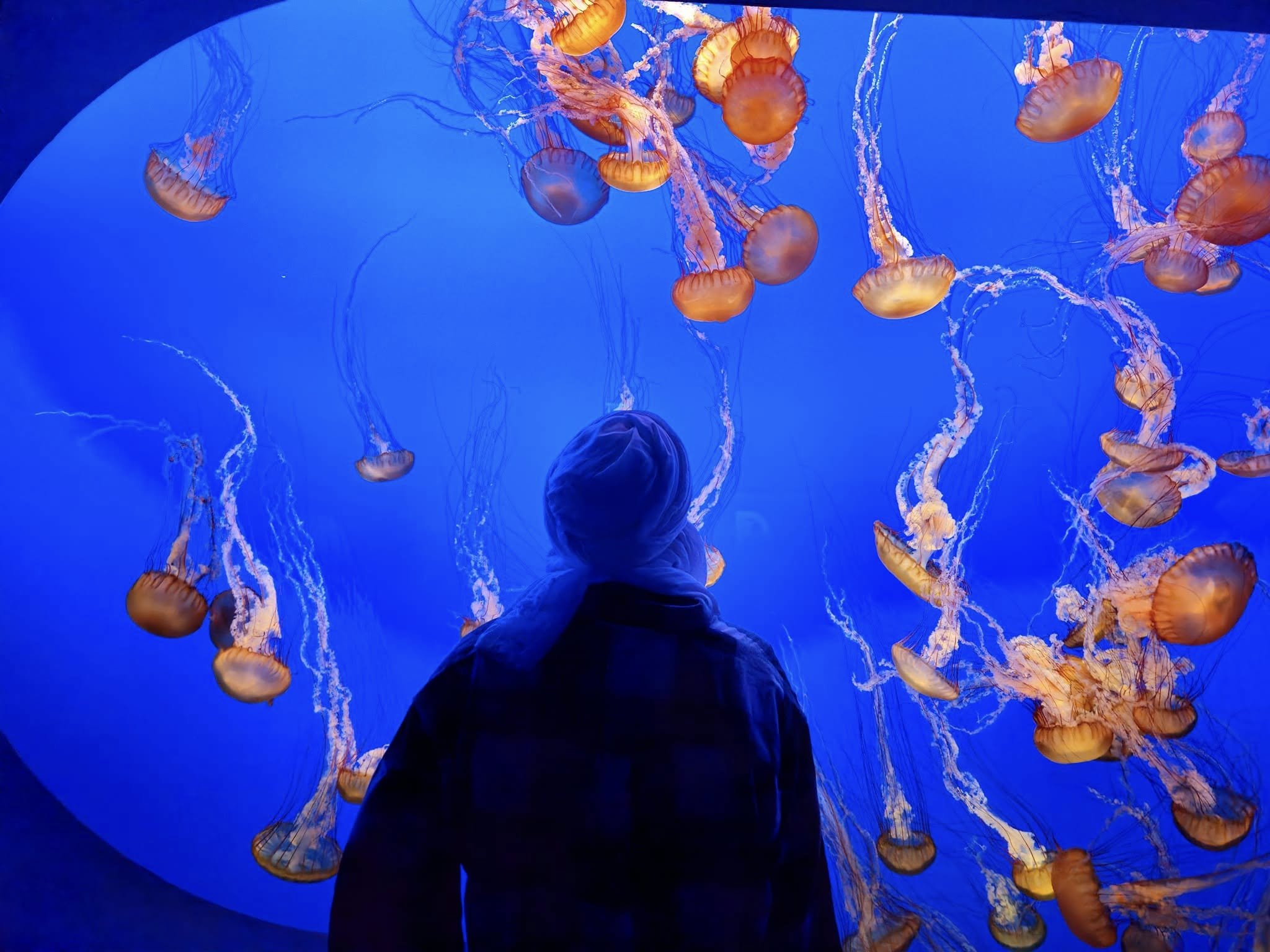 Person looking up at orange jellyfish swimming in an aquarium with a bright blue background.