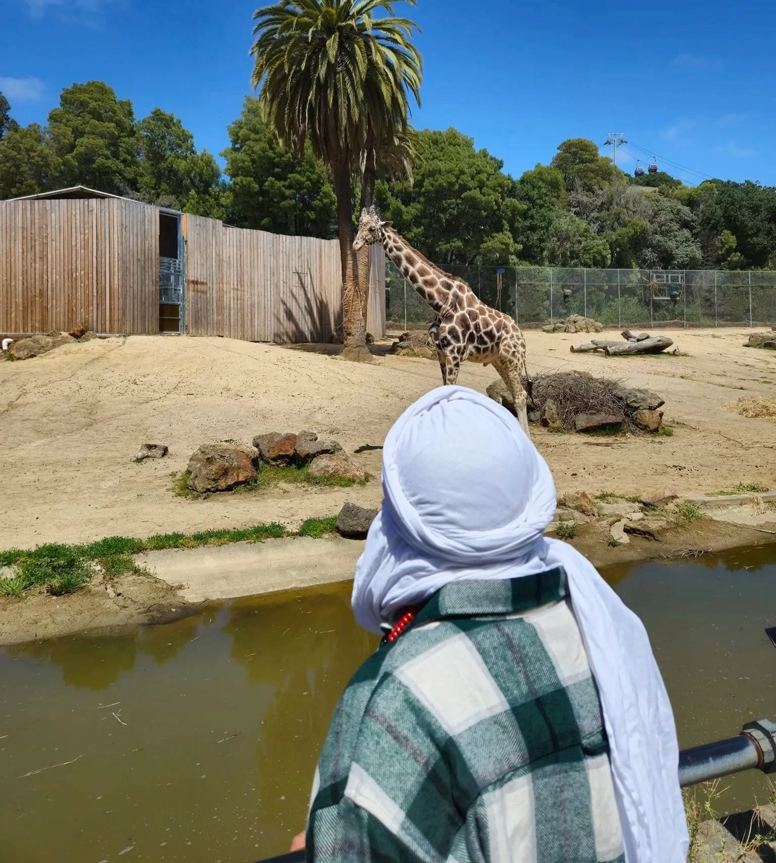 A person wearing a white head covering and green checkered shirt looking at a giraffe in an enclosure at a zoo, with trees and a fence in the background.