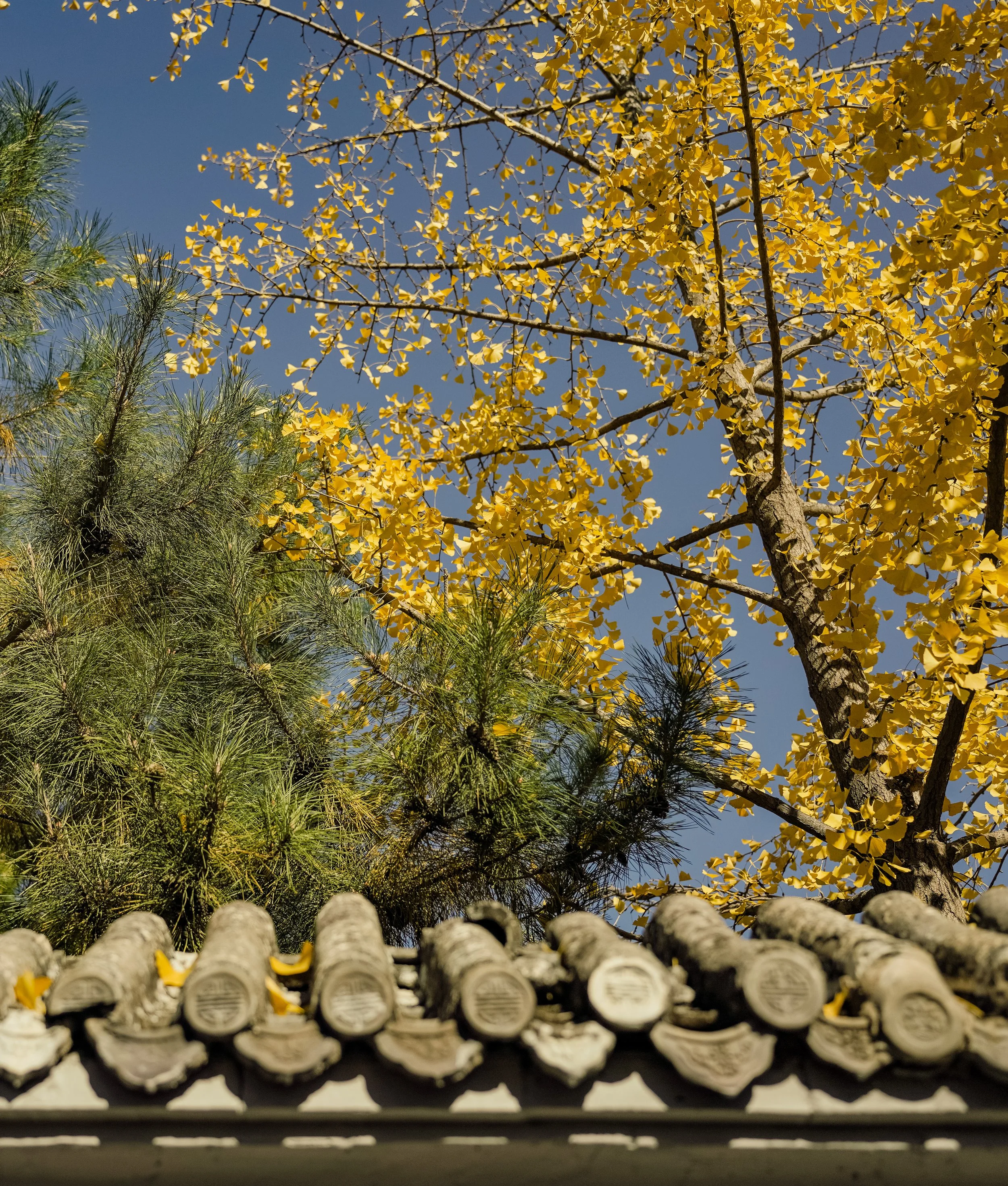 TIN-03427-2.jpg