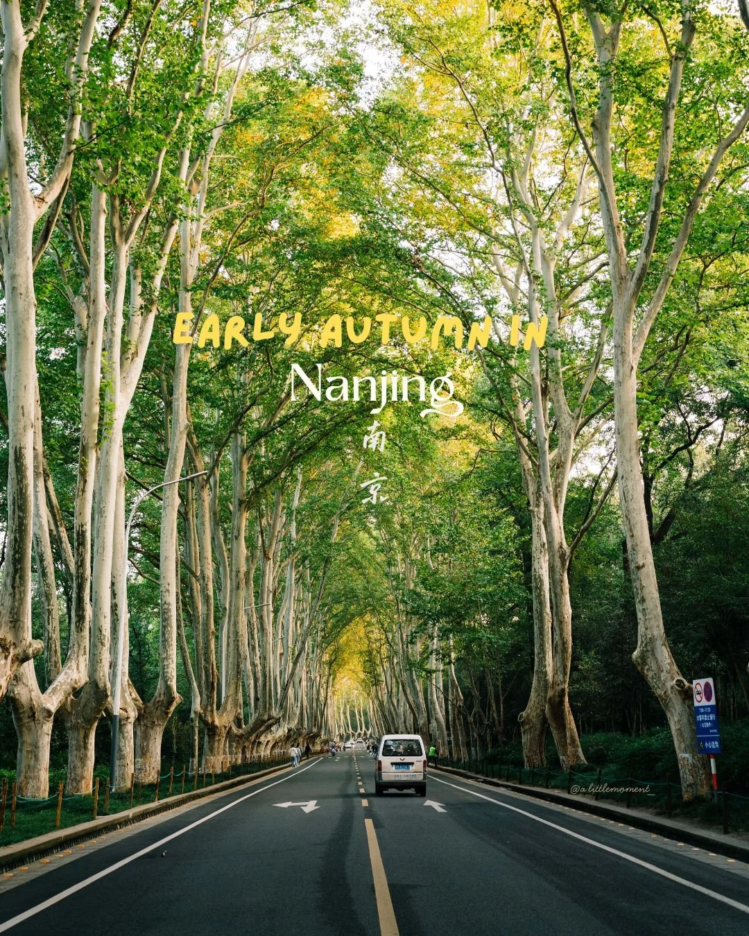 A tree-lined road in Nanjing, China, with green foliage forming a canopy over the street. Several vehicles and pedestrians are visible, with road signs on the side.