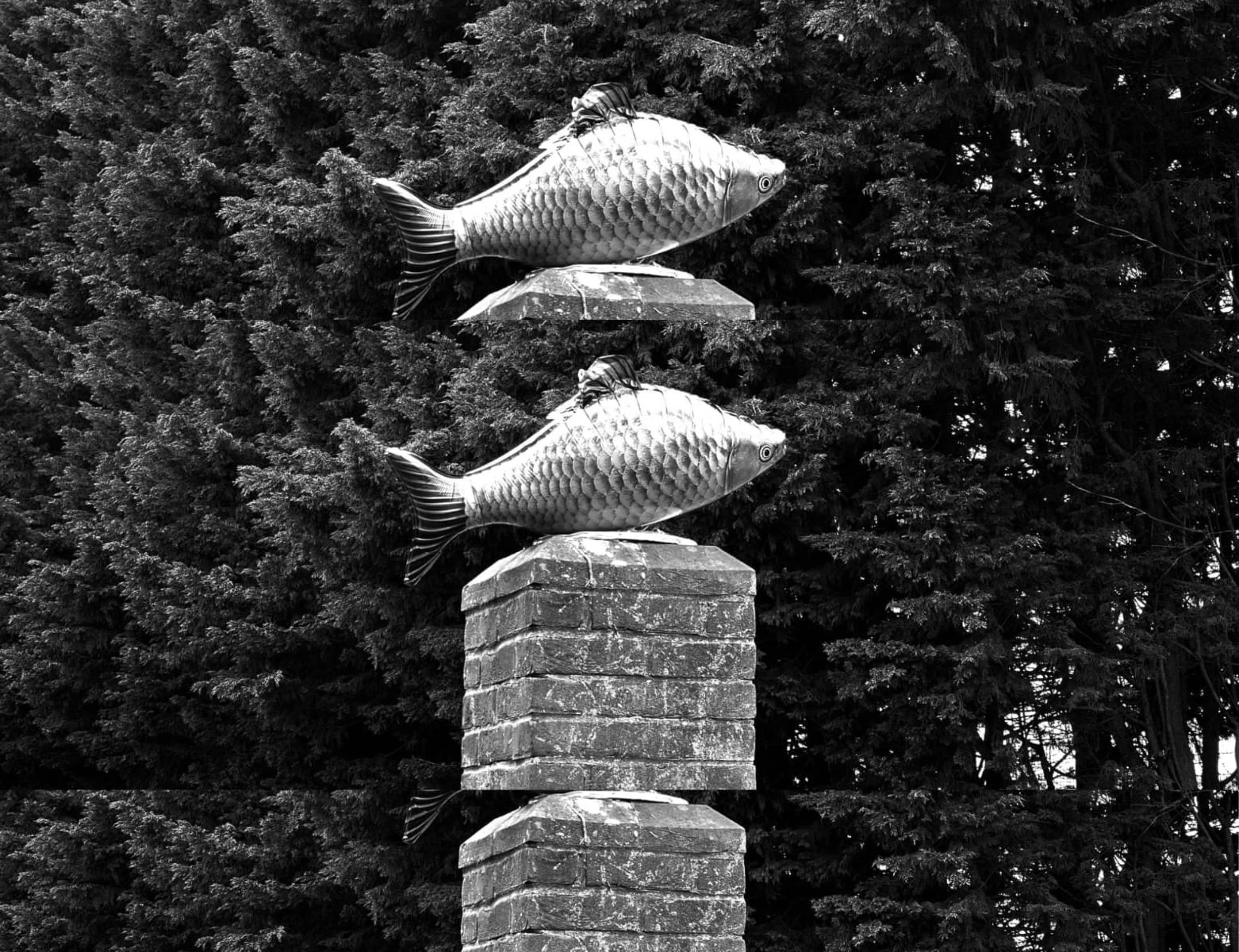 Phobic Fish, 2025. Photographic.