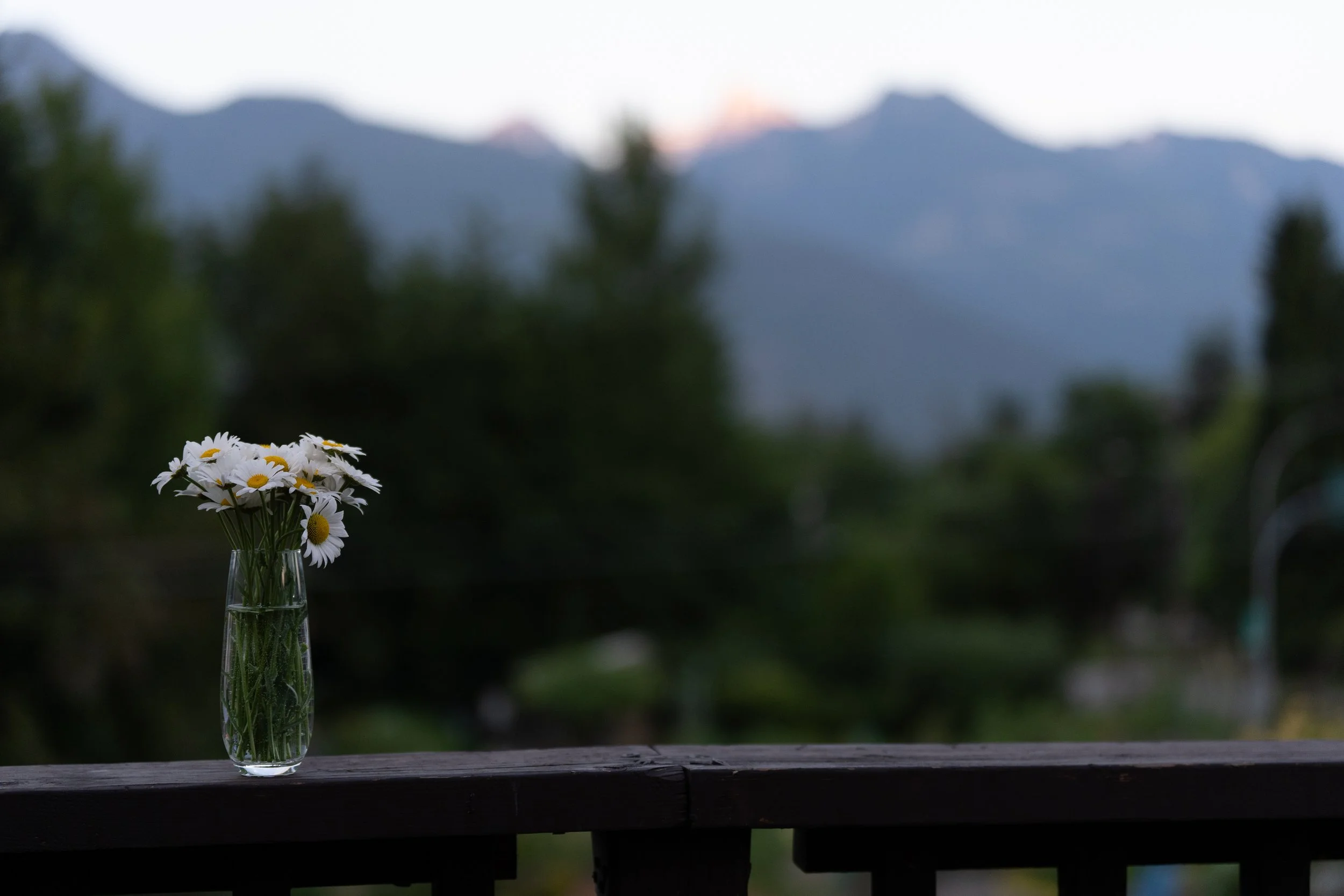 daisy view.jpg
