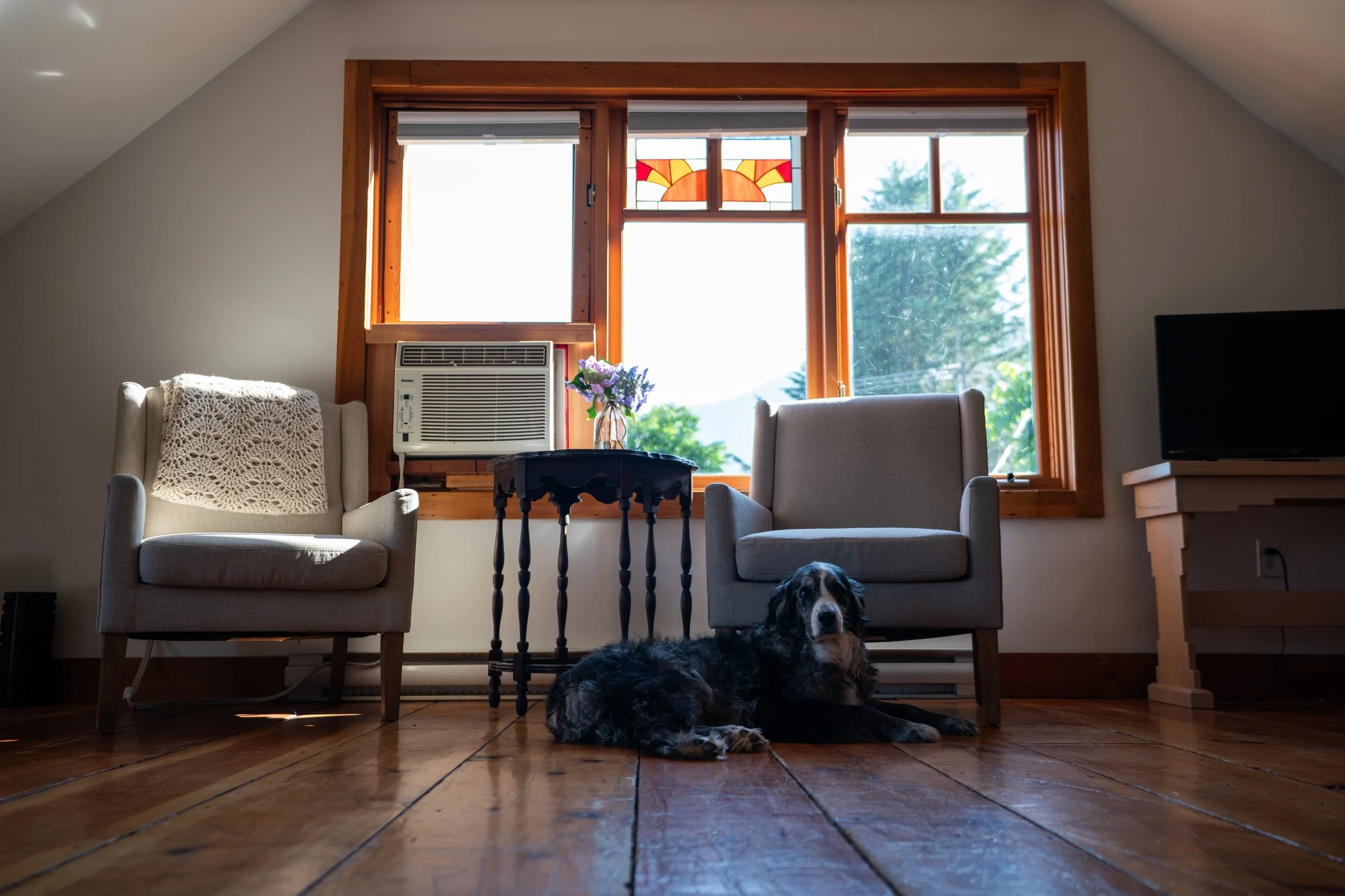 dog living.jpg