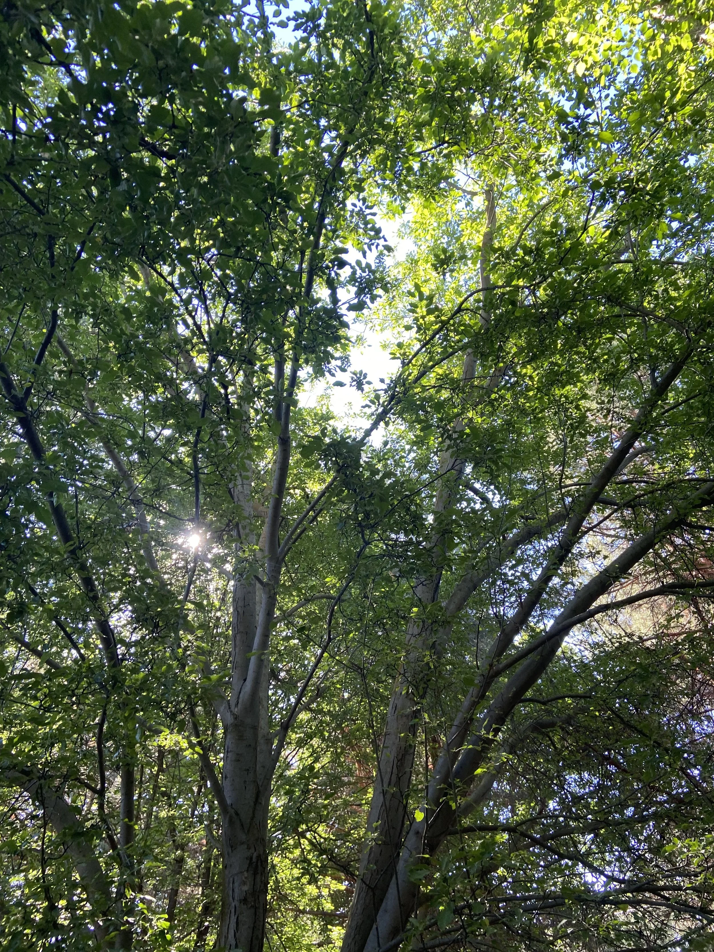 healthy tree