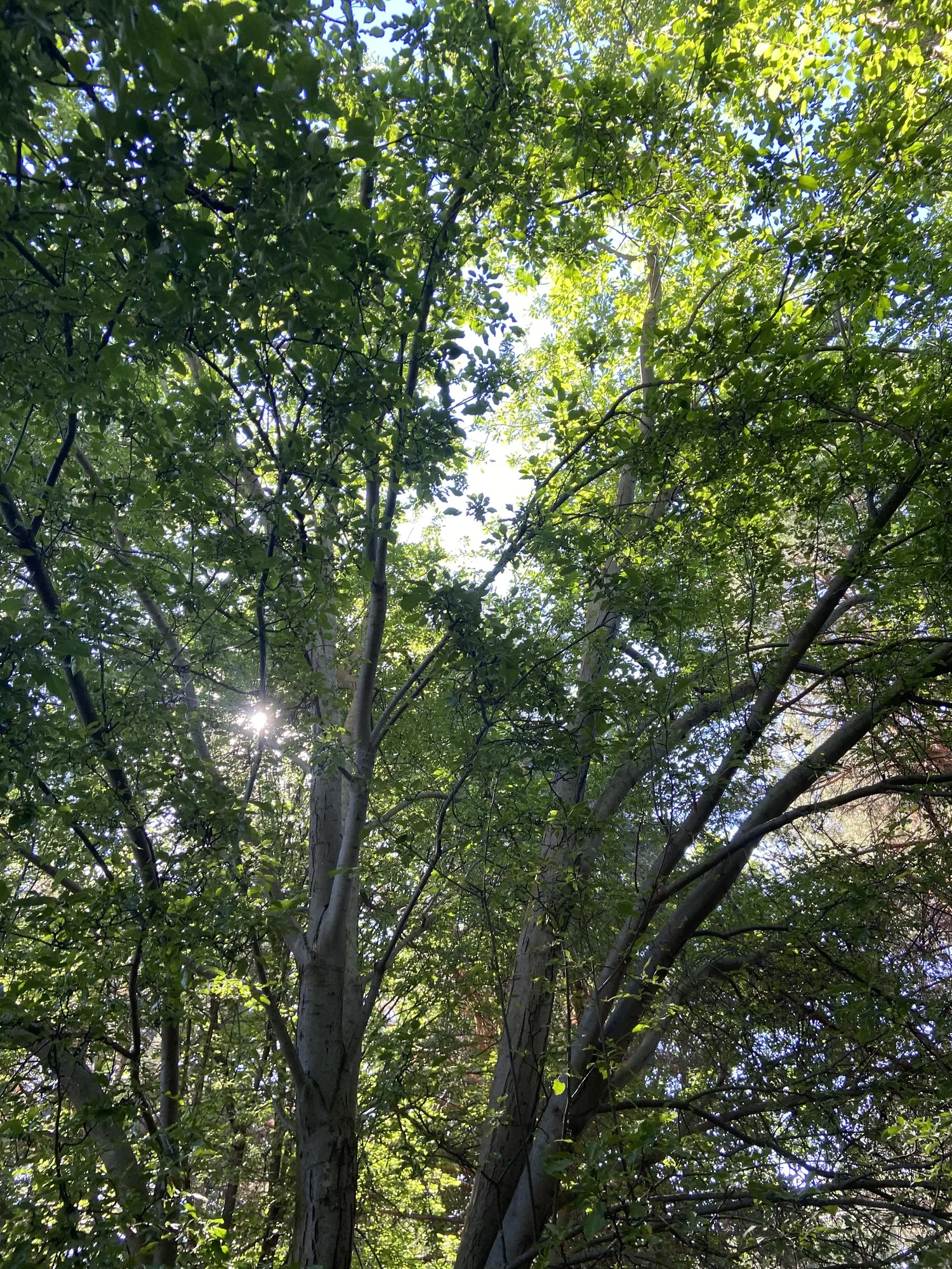 Treeline Plant Health evaluating a tree health concern in Treasure Valley, Idaho