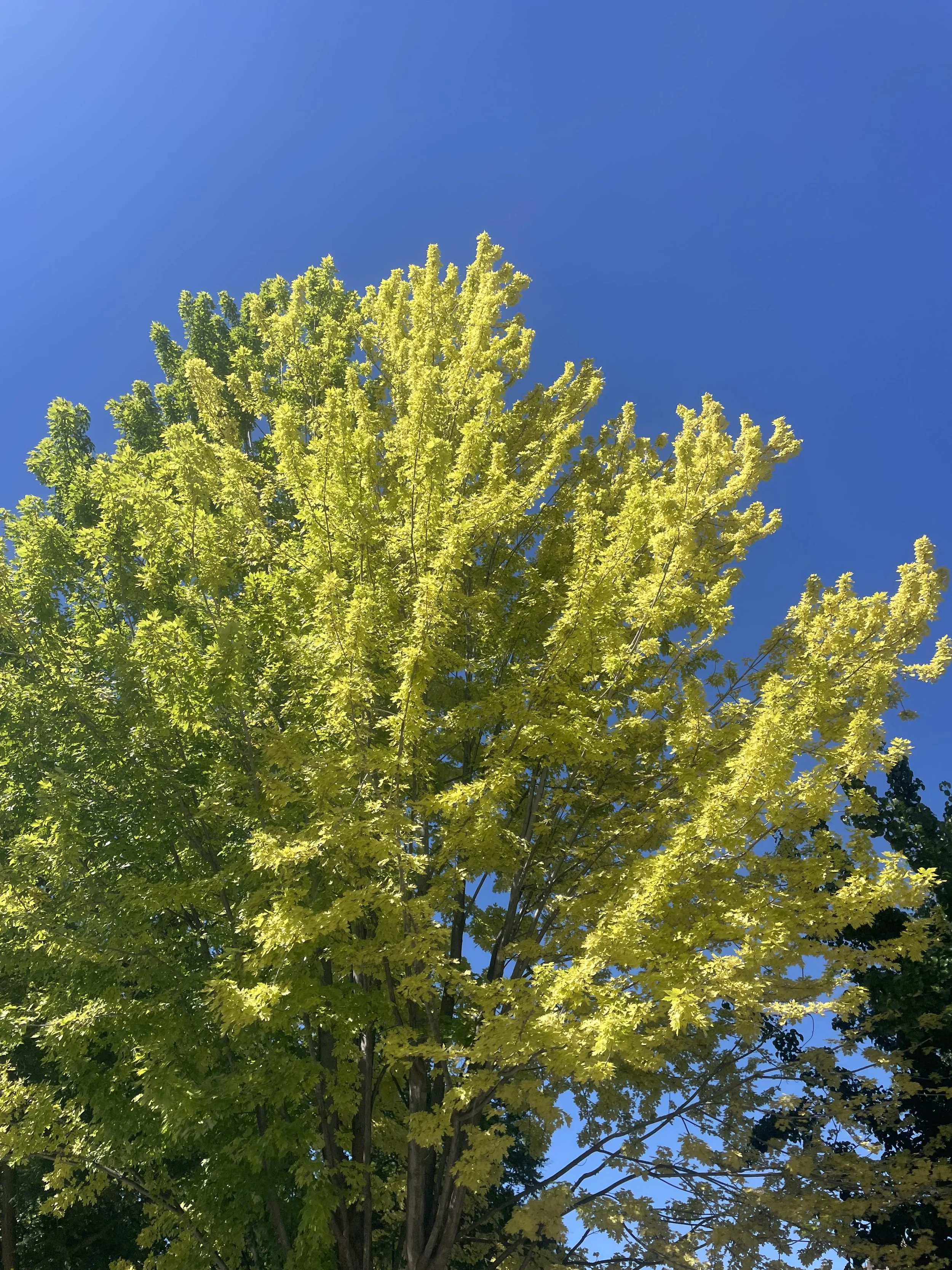 Tall tree with green and yellow leaves from Iron Chlorosis.
