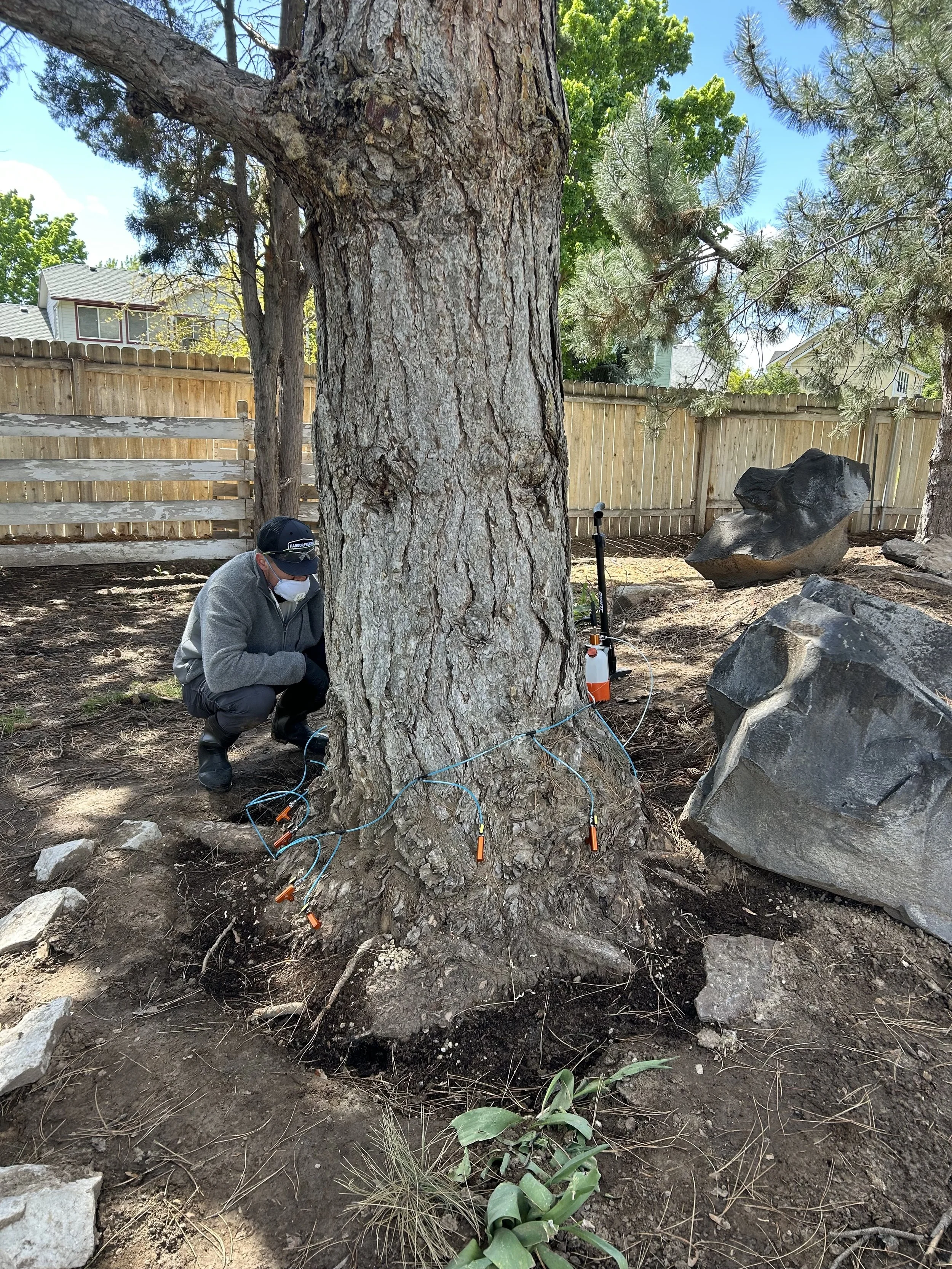 A person wearing a cap, mask, and gray jacket kneeling next to a large tree with electrical grounding wires attached around the trunk. The background shows a wooden fence, trees, and houses.